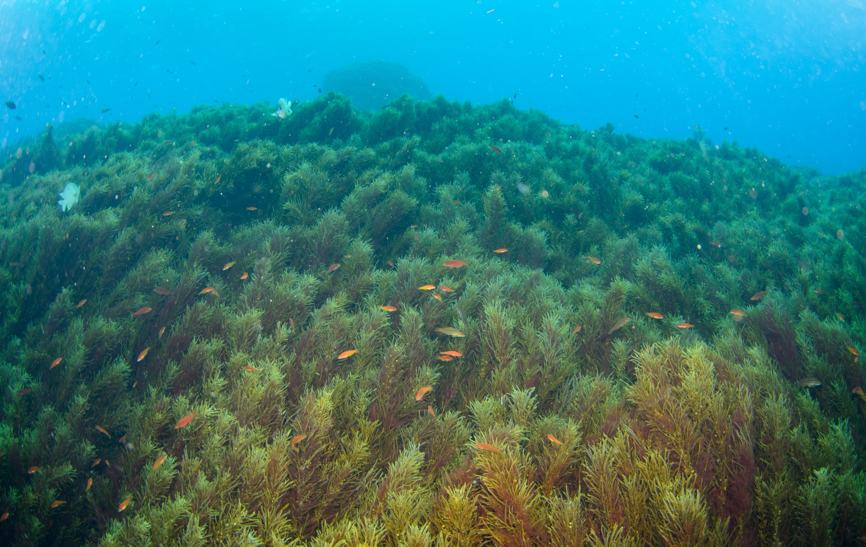 DSC_0731 – 2016, Kermadec, NIWA, New, October 16, RV, Zealand, algae, brown, crispin, expedition, havre, kermadecs, marine, nz, ocean, orange, reserve, rock, sanctuary, sargassum, seacology, seacologynz, tangaroa, wrasse