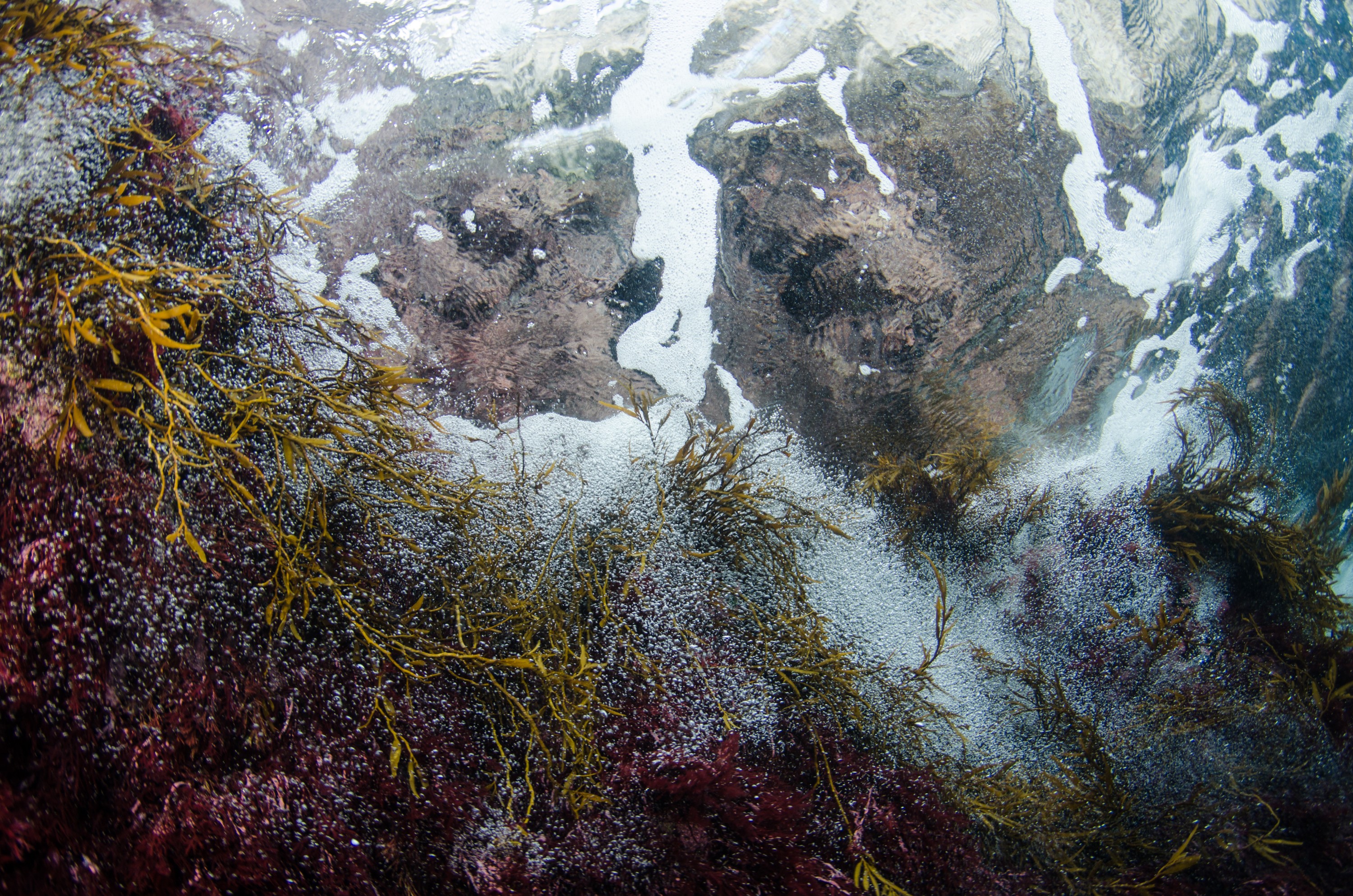 DSC_2103 – new, zealand, new zealand, nz, crispin, poor, knights, marine, reserve, Jans, Tunnel/, Lost, World, cave, fave place, bubbles, wash, surge, algae