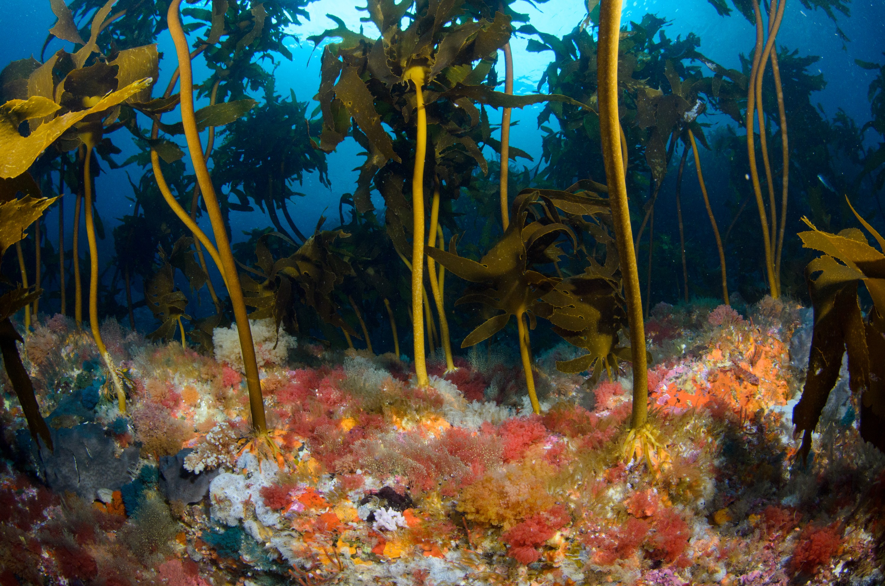 DSC_2692 – crispin, nz, new, zealand, new zealand, aug16_cm, Poor, Knights, Reef, bryozoan, algae, kelp, colour, colourful