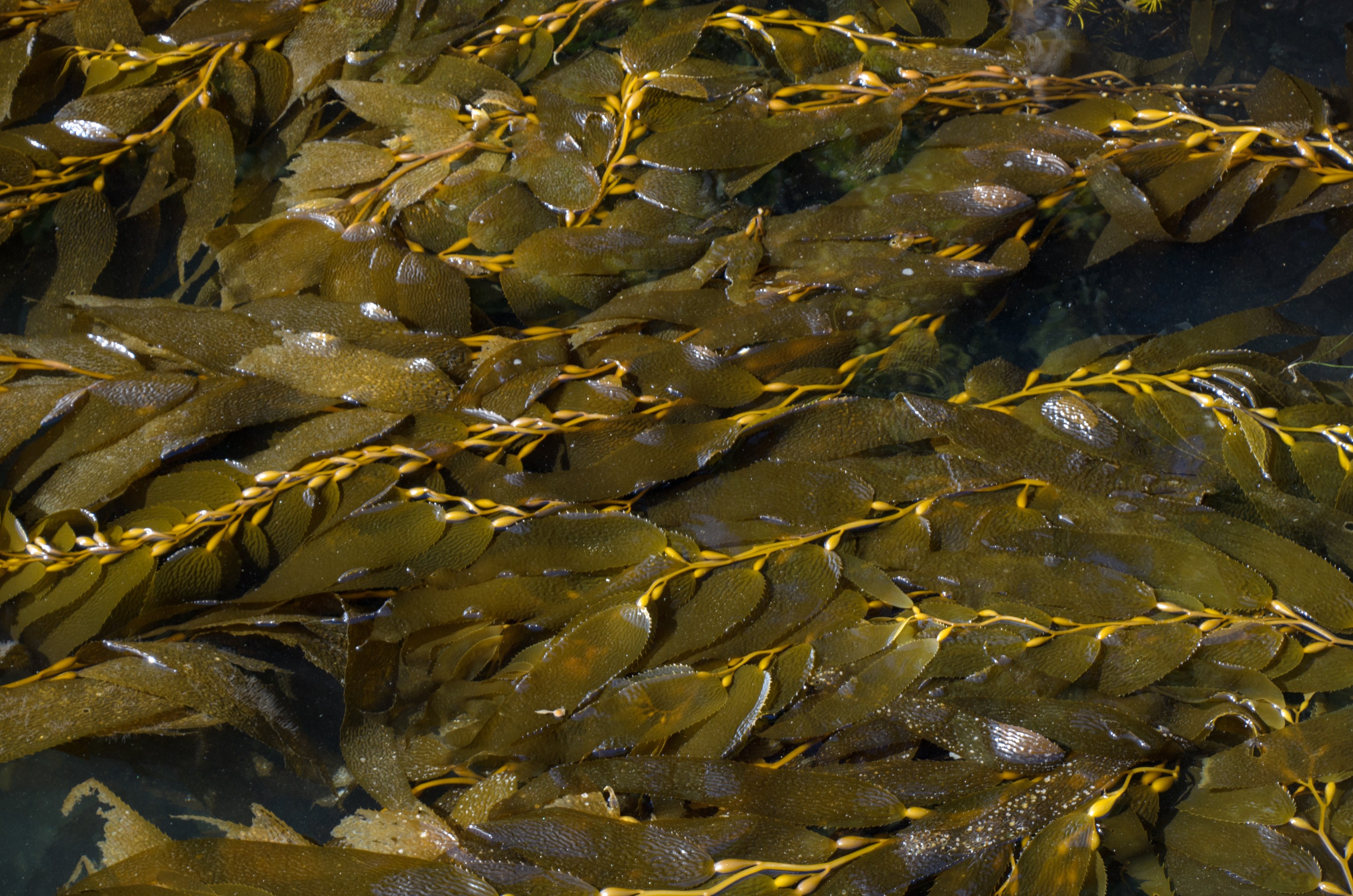DSC_3313 – Adventure, Crispin, Island, March 2017, National Park, New, New Zealand, Rakiura, South, Stewart, Zealand, brown algae