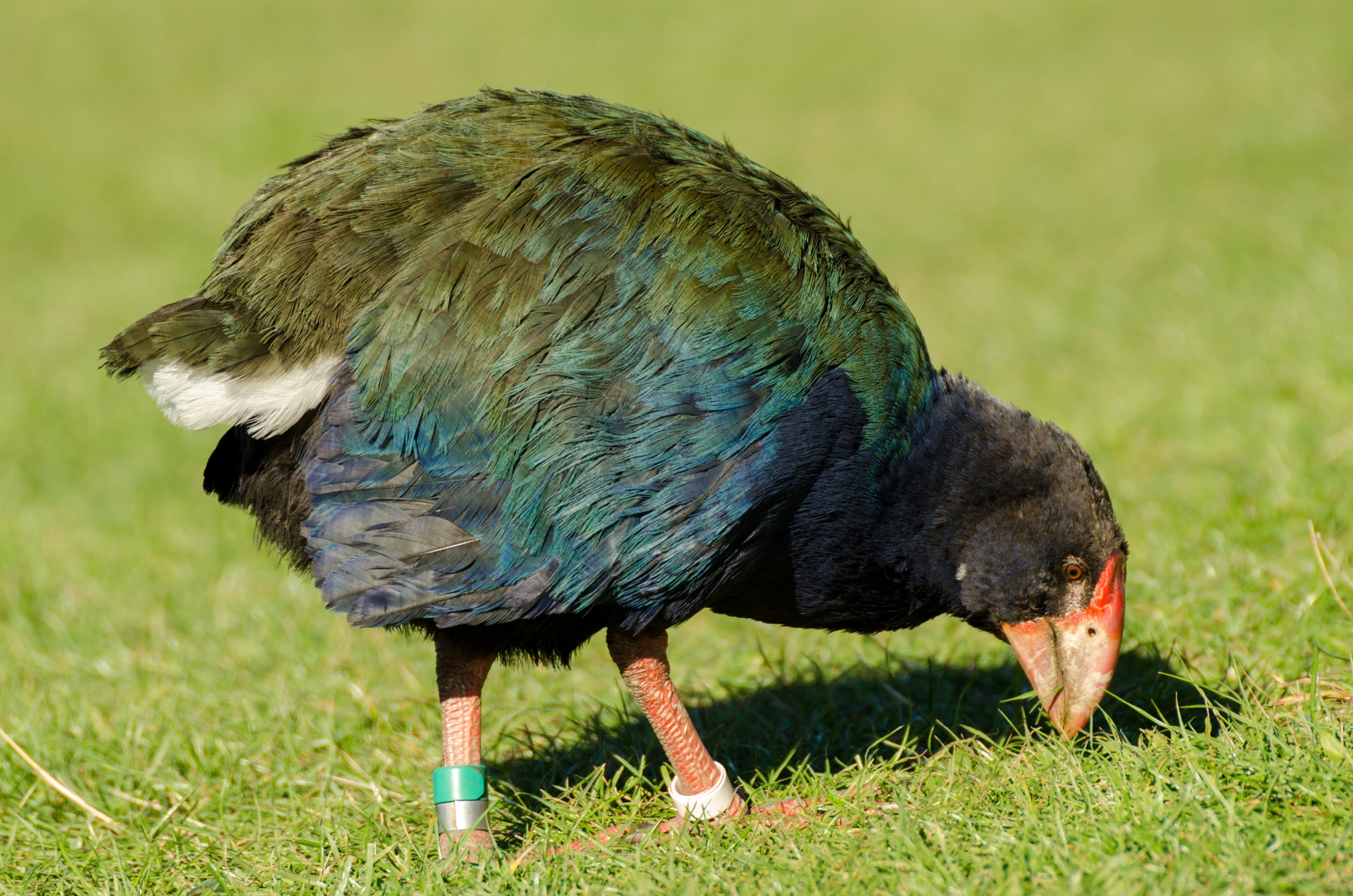 DSC_0109 – crispin, tiritiri, matangi, crispin, new zealand, new, zealand, nz, reserve, birds, Takahe,