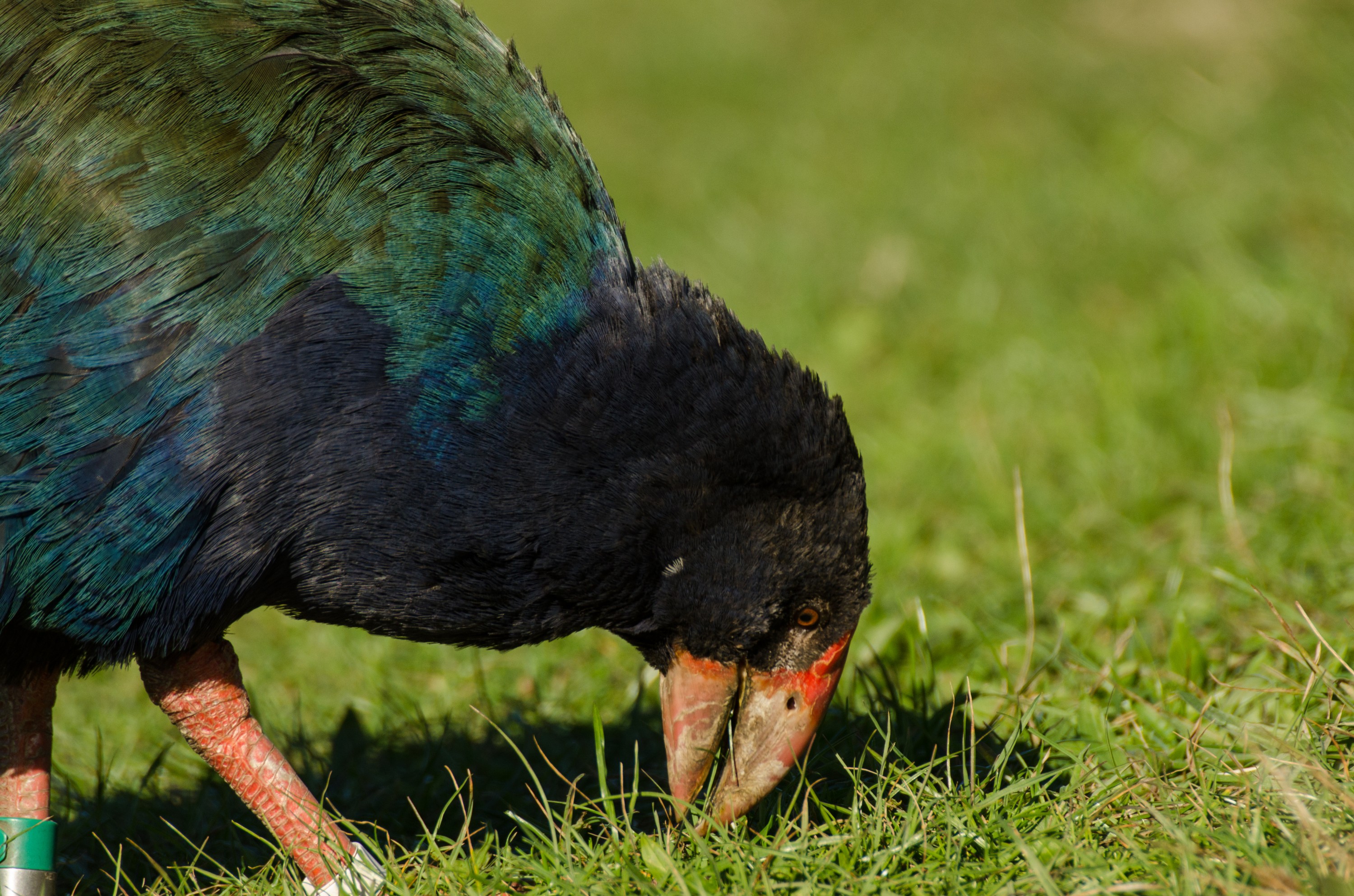 DSC_0121 – crispin, tiritiri, matangi, crispin, new zealand, new, zealand, nz, reserve, birds, Takahe,