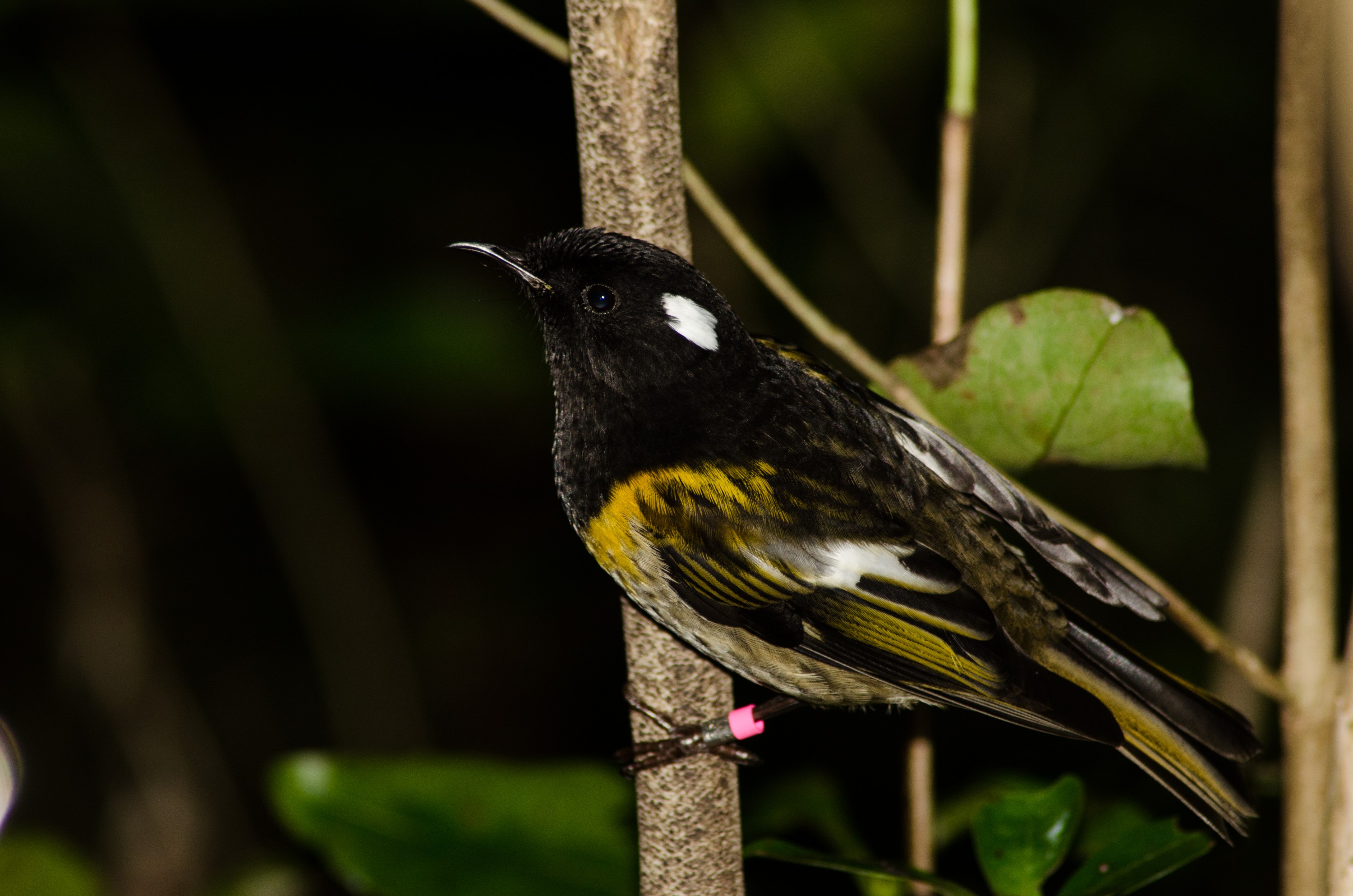 DSC_0302 – crispin, tiritiri, matangi, crispin, new zealand, new, zealand, nz, reserve, birds, stitchbird, stitch, bird, hihi,