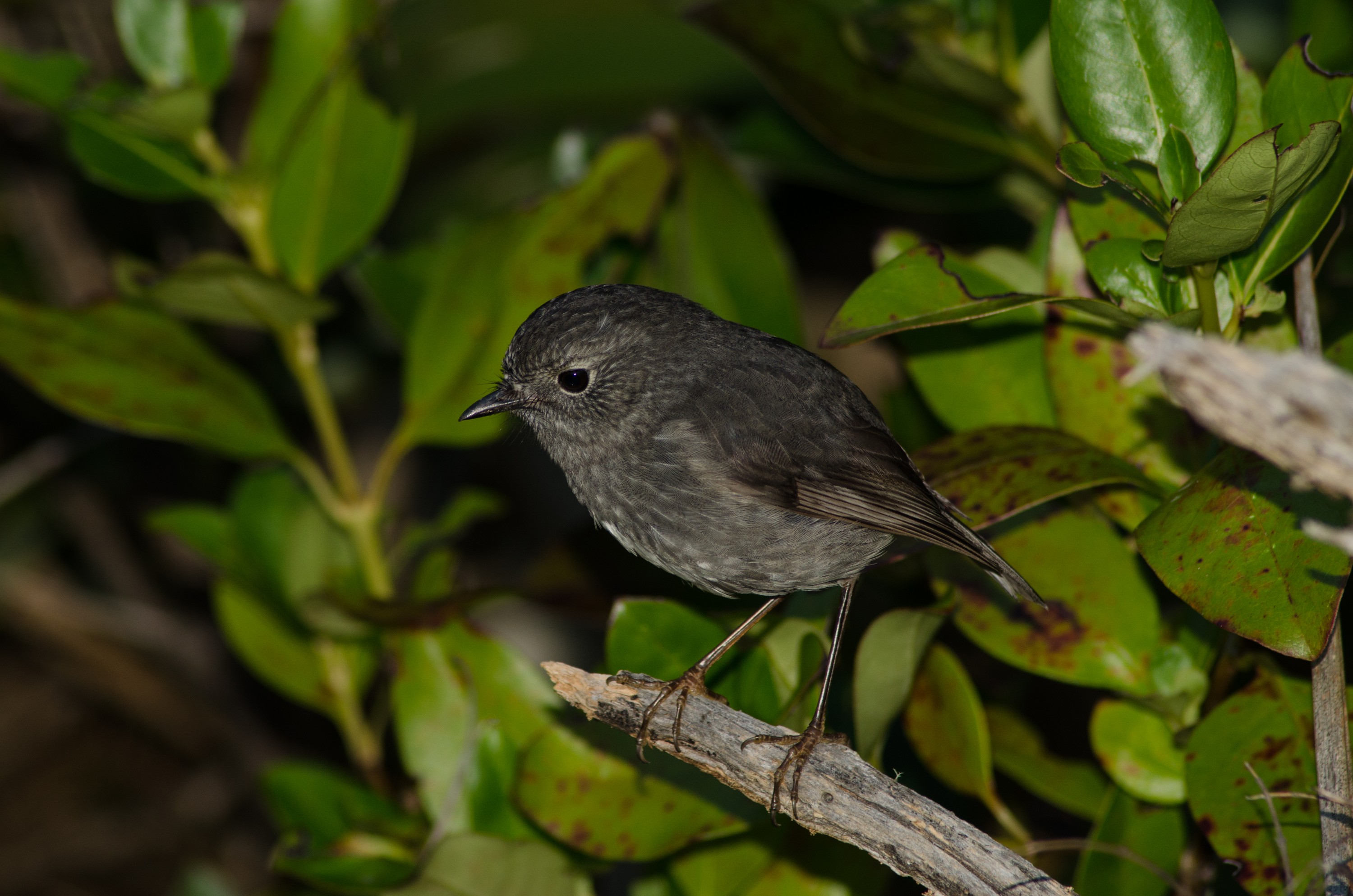 DSC_0323 – crispin, tiritiri, matangi, crispin, new zealand, new, zealand, nz, reserve, birds, north island robin, north, island, robin,