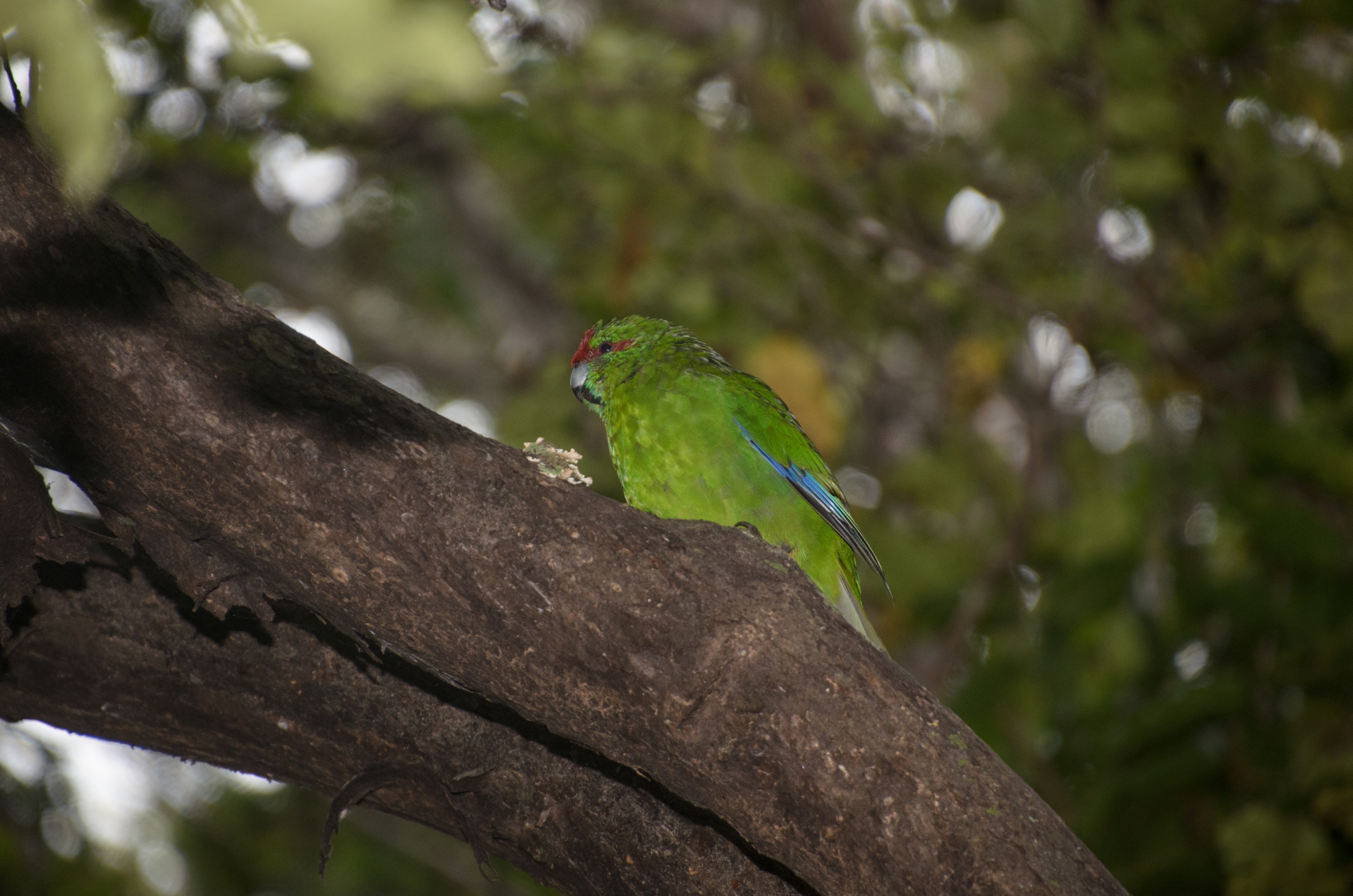 DSC_2362 – Adventure, Crispin, Cyanoramphus novaezlandiae, Island, March 2017, National Park, New, New Zealand, Rakiura, South, Stewart, Ulva, Zealand, green, kakariki, parakeet, parrot