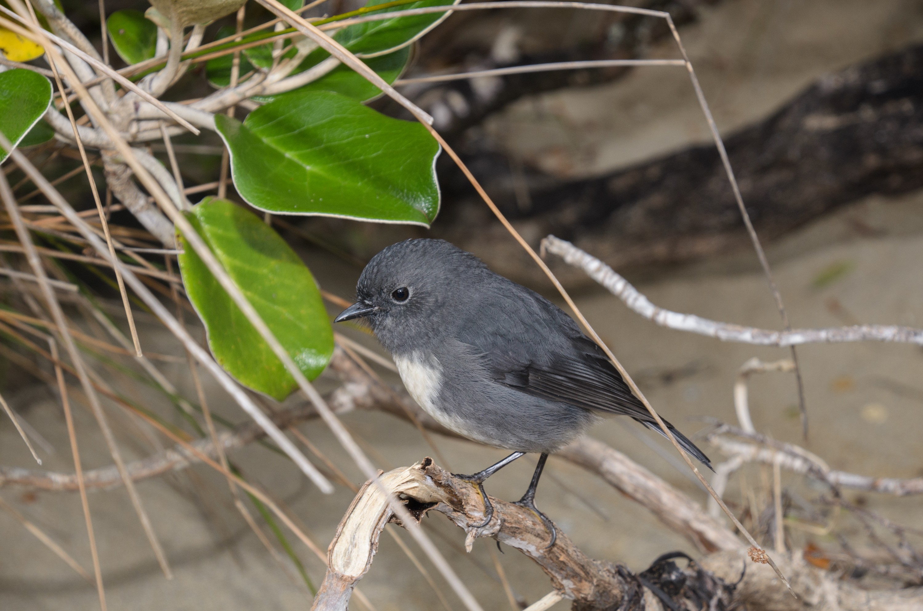 DSC_2386 – Adventure, Crispin, Island, March 2017, National Park, New, New Zealand, Rakiura, Robin, South, Stewart, Ulva, Zealand, friendly, karariwai, petroica australis