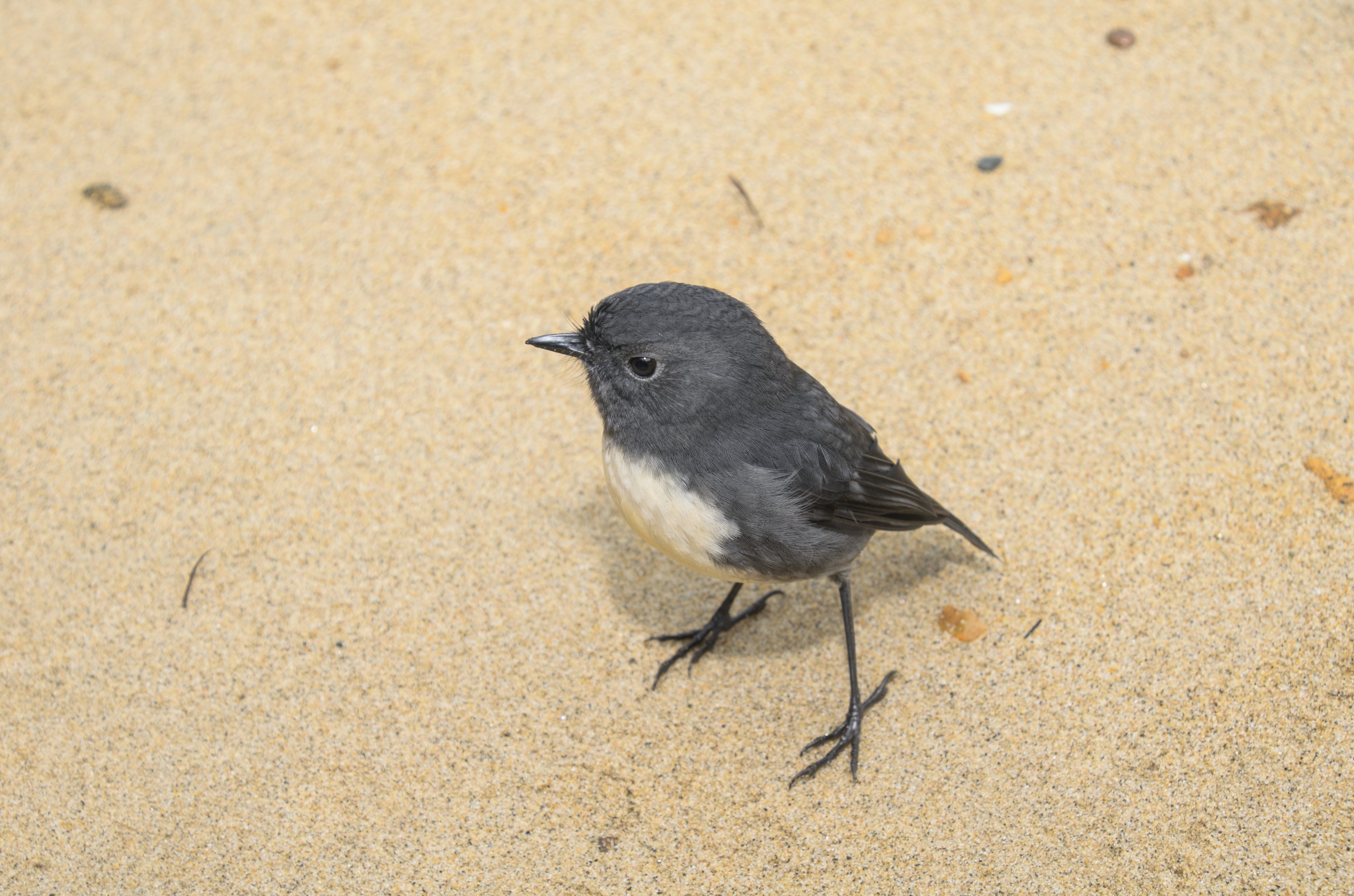 DSC_2390 – Adventure, Crispin, Island, March 2017, National Park, New, New Zealand, Rakiura, Robin, South, Stewart, Ulva, Zealand, friendly, karariwai, petroica australis