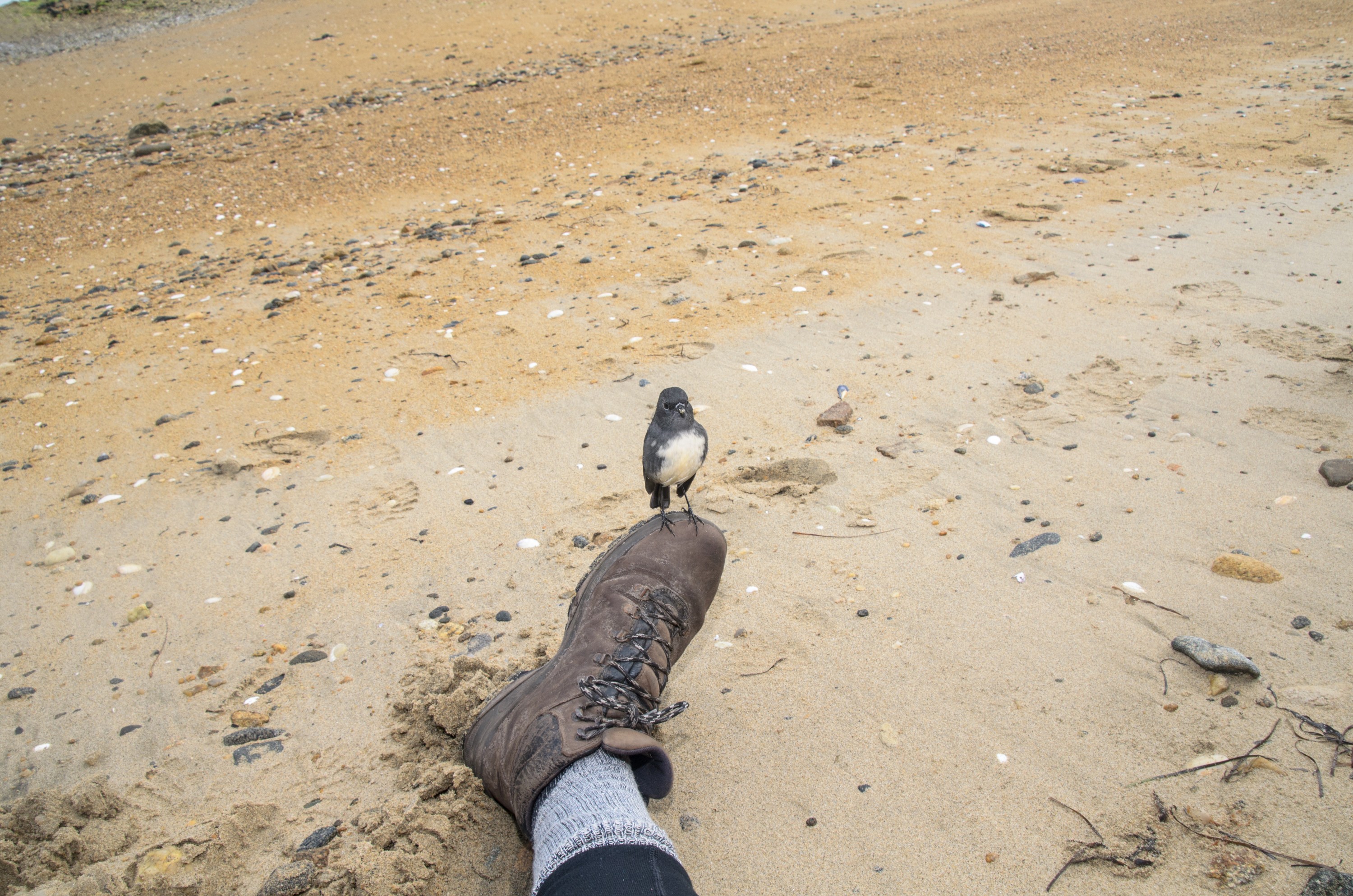 DSC_2400 – Adventure, Crispin, Island, March 2017, National Park, New, New Zealand, Rakiura, Robin, South, Stewart, Ulva, Zealand, friendly, karariwai, petroica australis