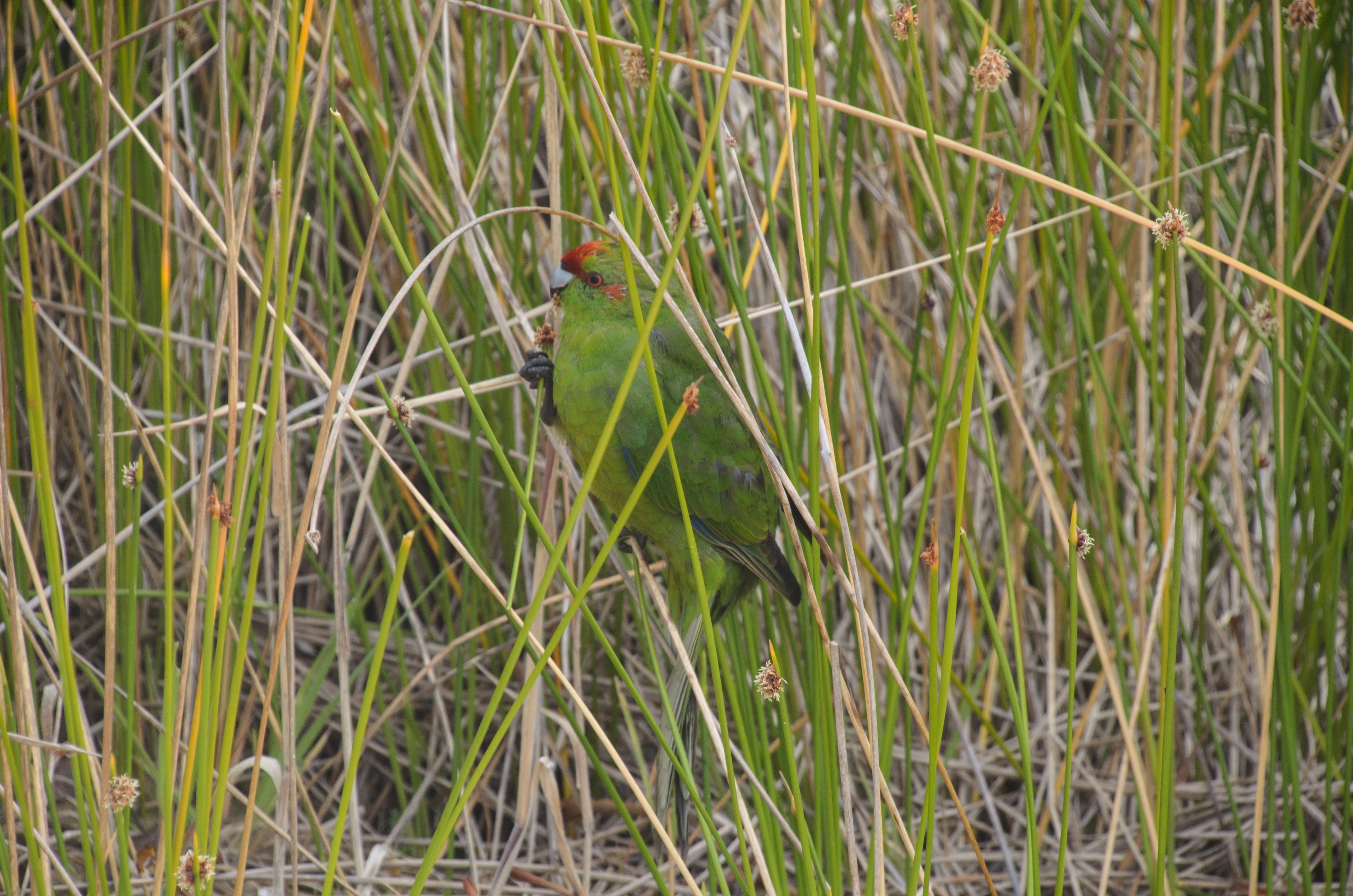 DSC_2450 – Adventure, Crispin, Cyanoramphus novaezlandiae, Island, March 2017, National Park, New, New Zealand, Rakiura, South, Stewart, Ulva, Zealand, green, kakariki, parakeet, parrot