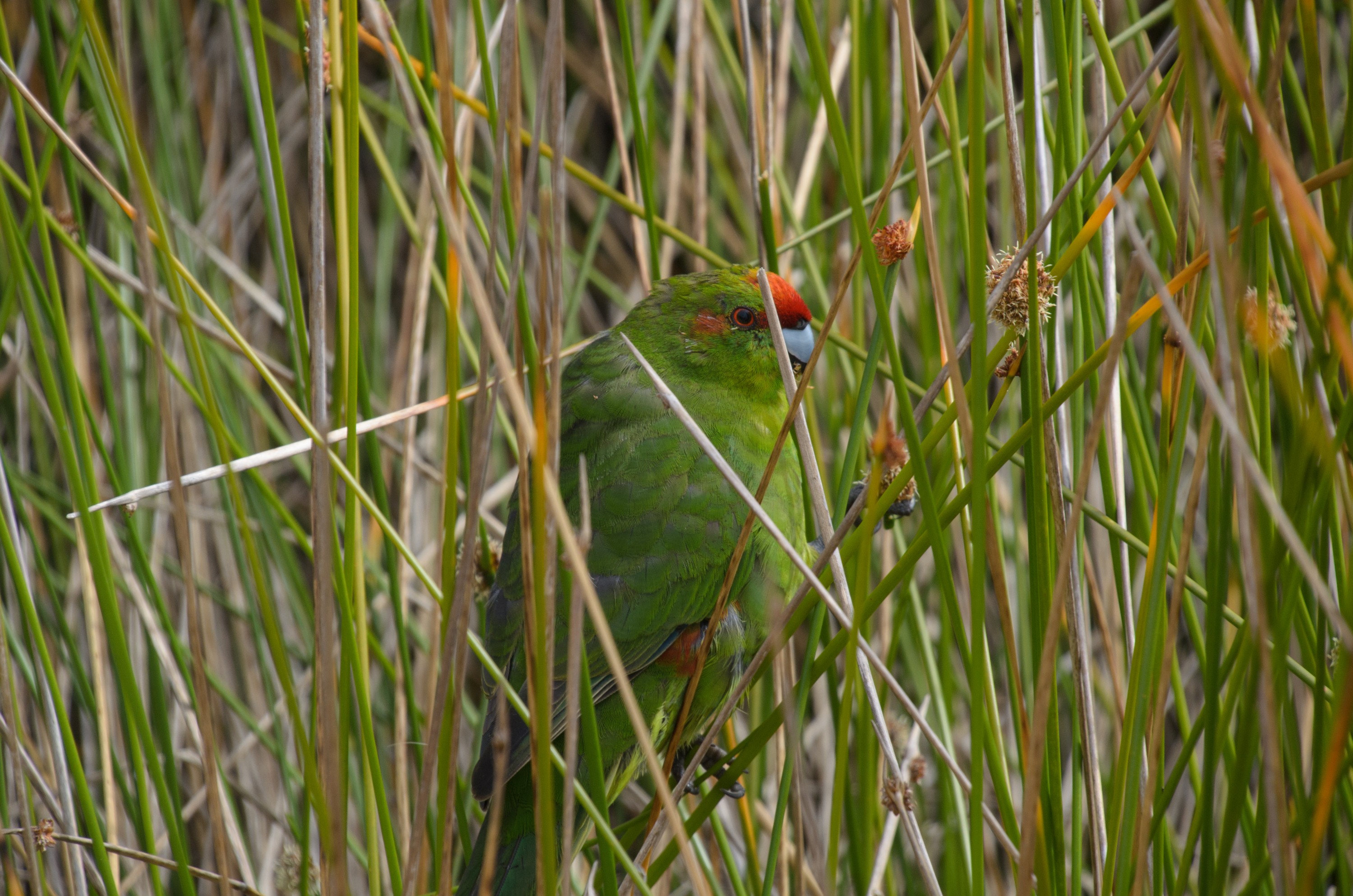 DSC_2457 – Adventure, Crispin, Cyanoramphus novaezlandiae, Island, March 2017, National Park, New, New Zealand, Rakiura, South, Stewart, Ulva, Zealand, green, kakariki, parakeet, parrot