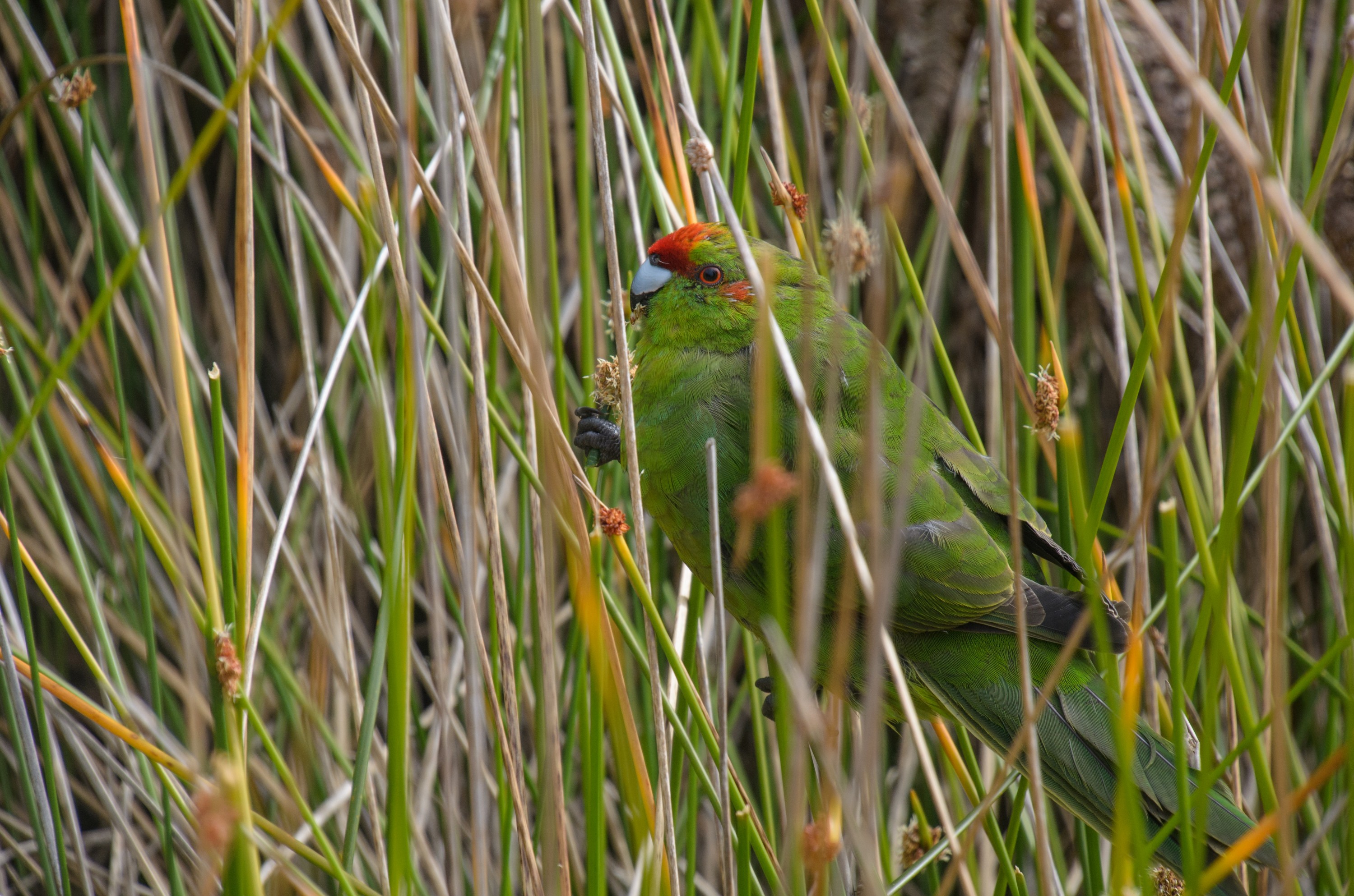 DSC_2465 – Adventure, Crispin, Cyanoramphus novaezlandiae, Island, March 2017, National Park, New, New Zealand, Rakiura, South, Stewart, Ulva, Zealand, green, kakariki, parakeet, parrot