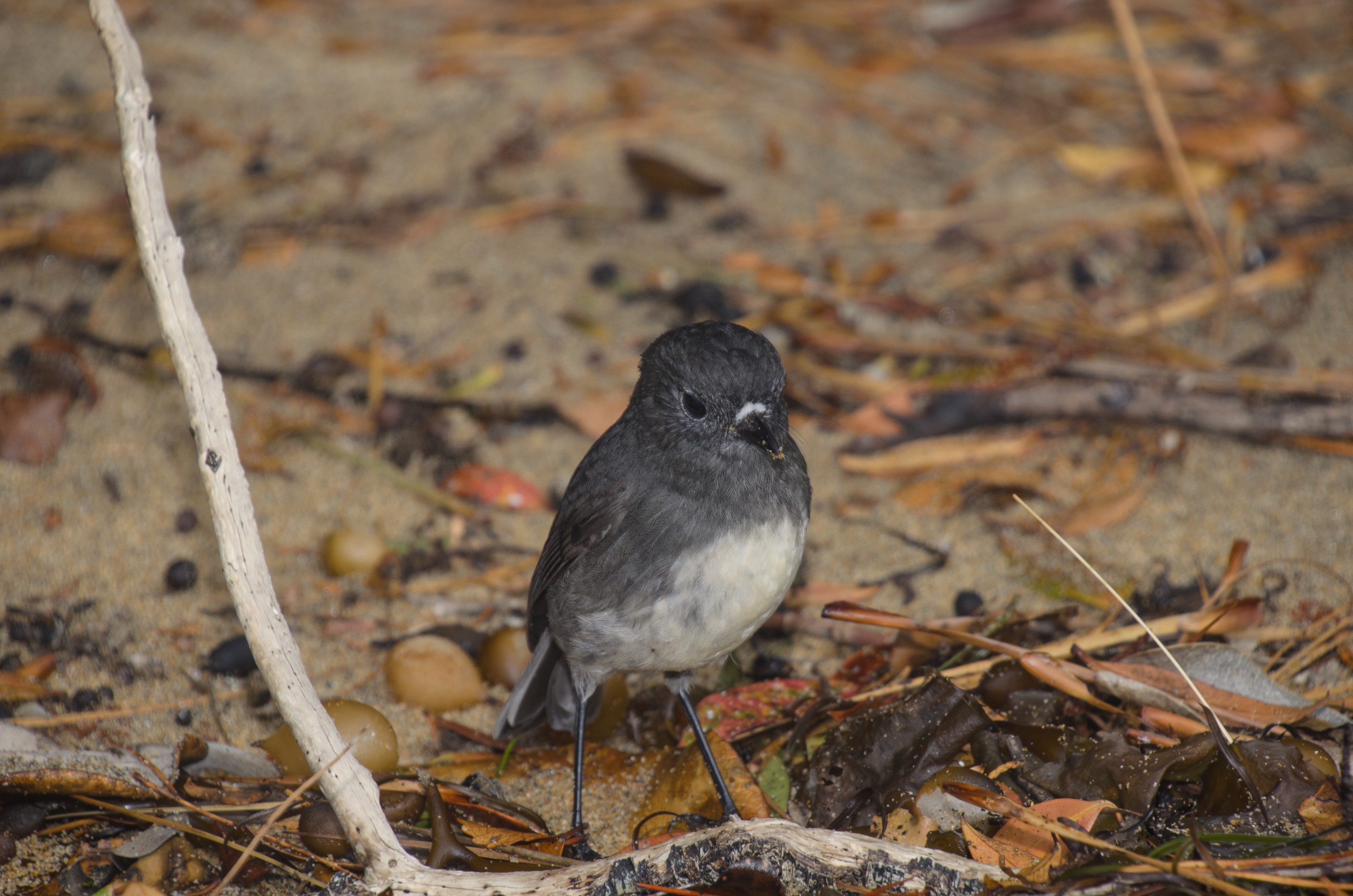 DSC_2490 – Adventure, Crispin, Island, March 2017, National Park, New, New Zealand, Rakiura, Robin, South, Stewart, Ulva, Zealand, friendly, karariwai, petroica australis