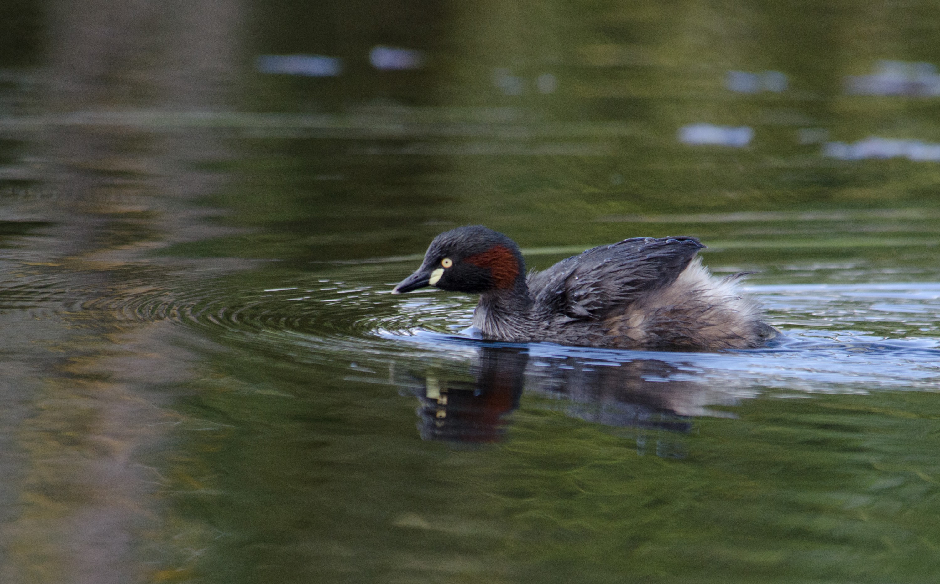 DSC_2616 – irene, aug16, bird, nz, new, zealand, avifauna, fauna, australasian little grebe, grebe, little, tricolored, australasian, tachybaptus novaehollandiae, novaehollandiae, tachybaptus