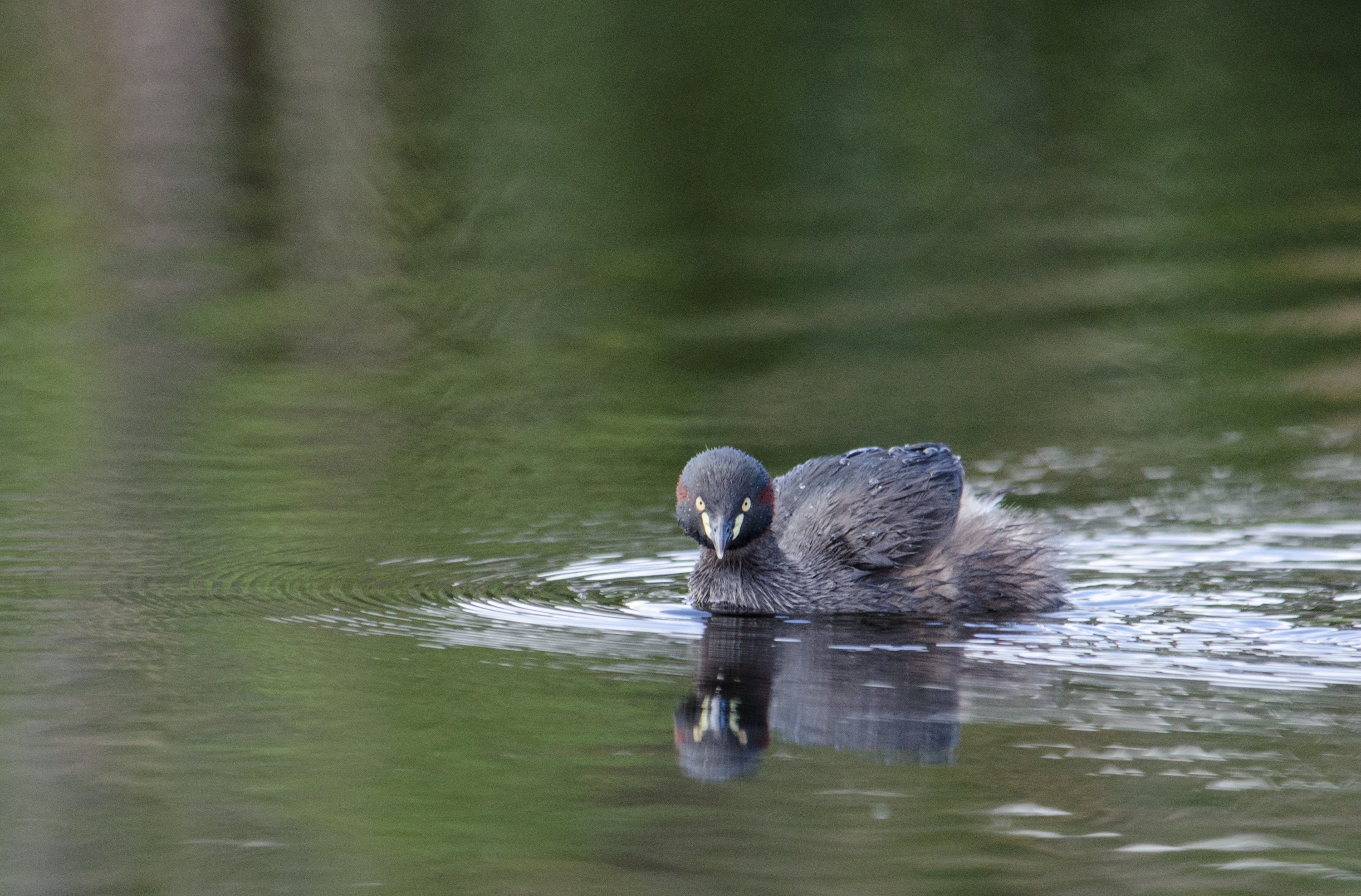 DSC_2619 – irene, aug16, bird, nz, new, zealand, avifauna, fauna, australasian little grebe, grebe, little, tricolored, australasian, tachybaptus novaehollandiae, novaehollandiae, tachybaptus
