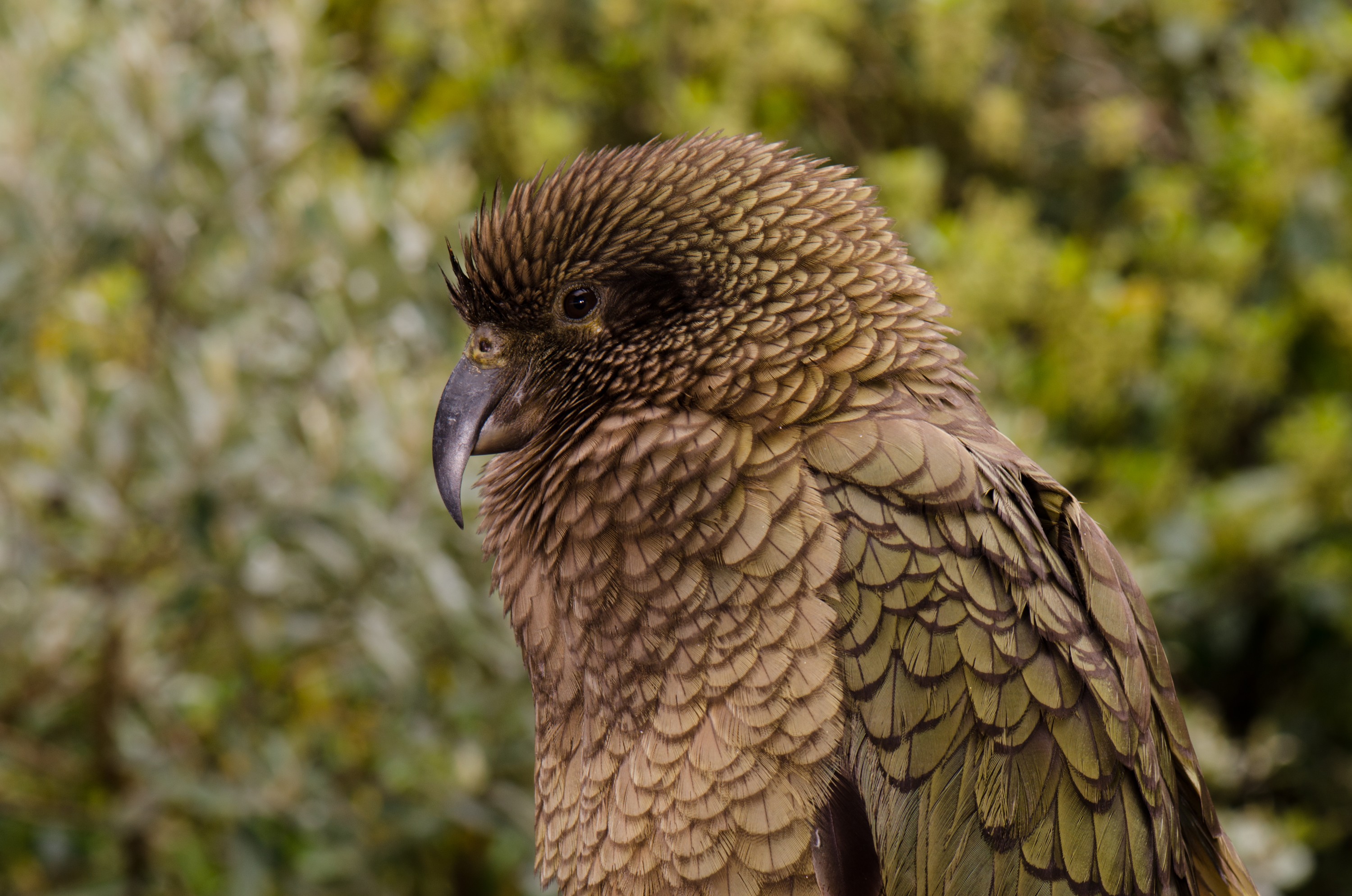 DSC_3028 – Kea, Alpine, Parrot, arthurs pass, arthurs, pass, bird, Crispin, NZ, new, new zealand, zealand