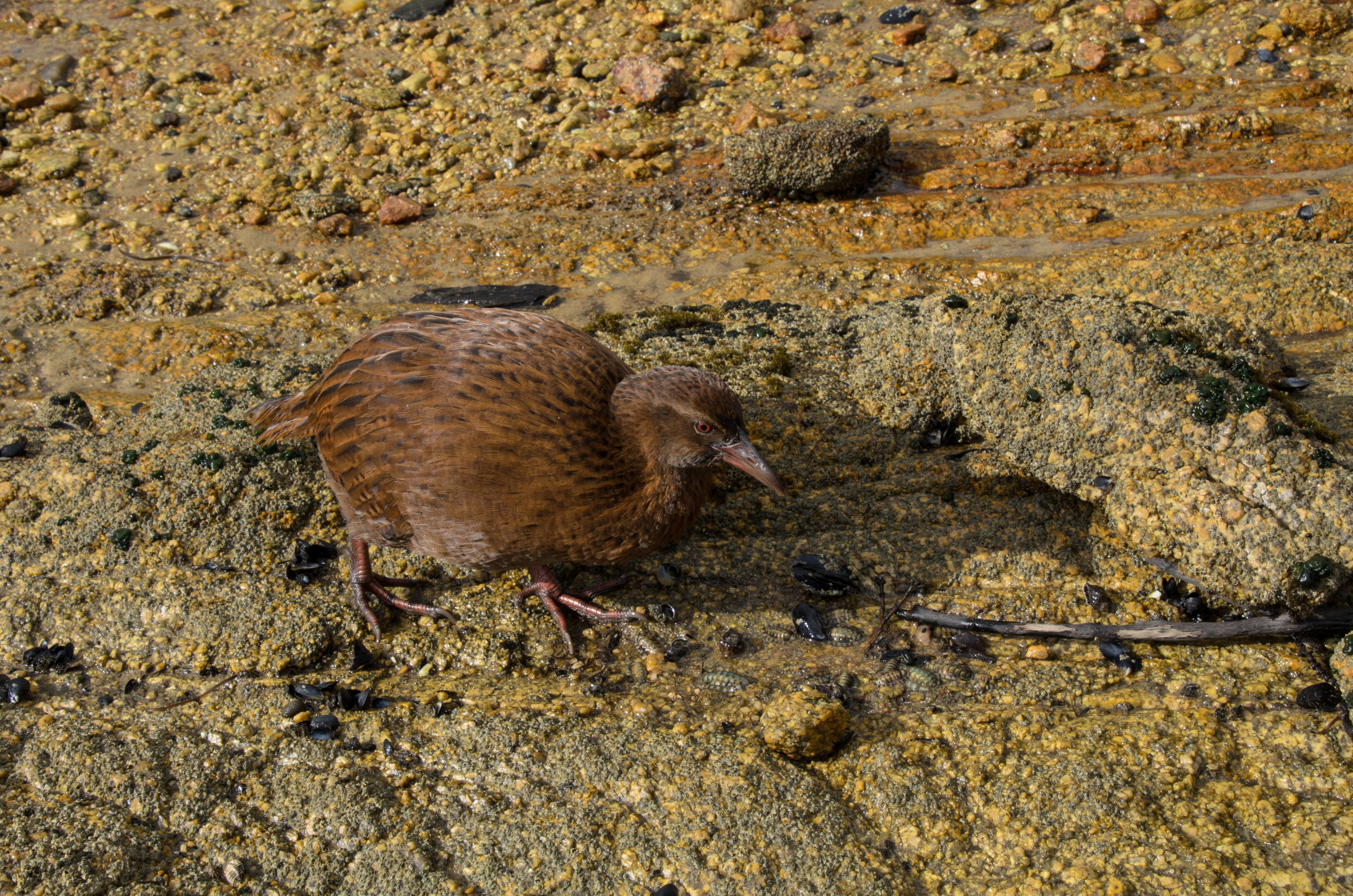 DSC_3210 – Adventure, Crispin, Island, March 2017, National Park, New, New Zealand, Rakiura, South, Stewart, Zealand