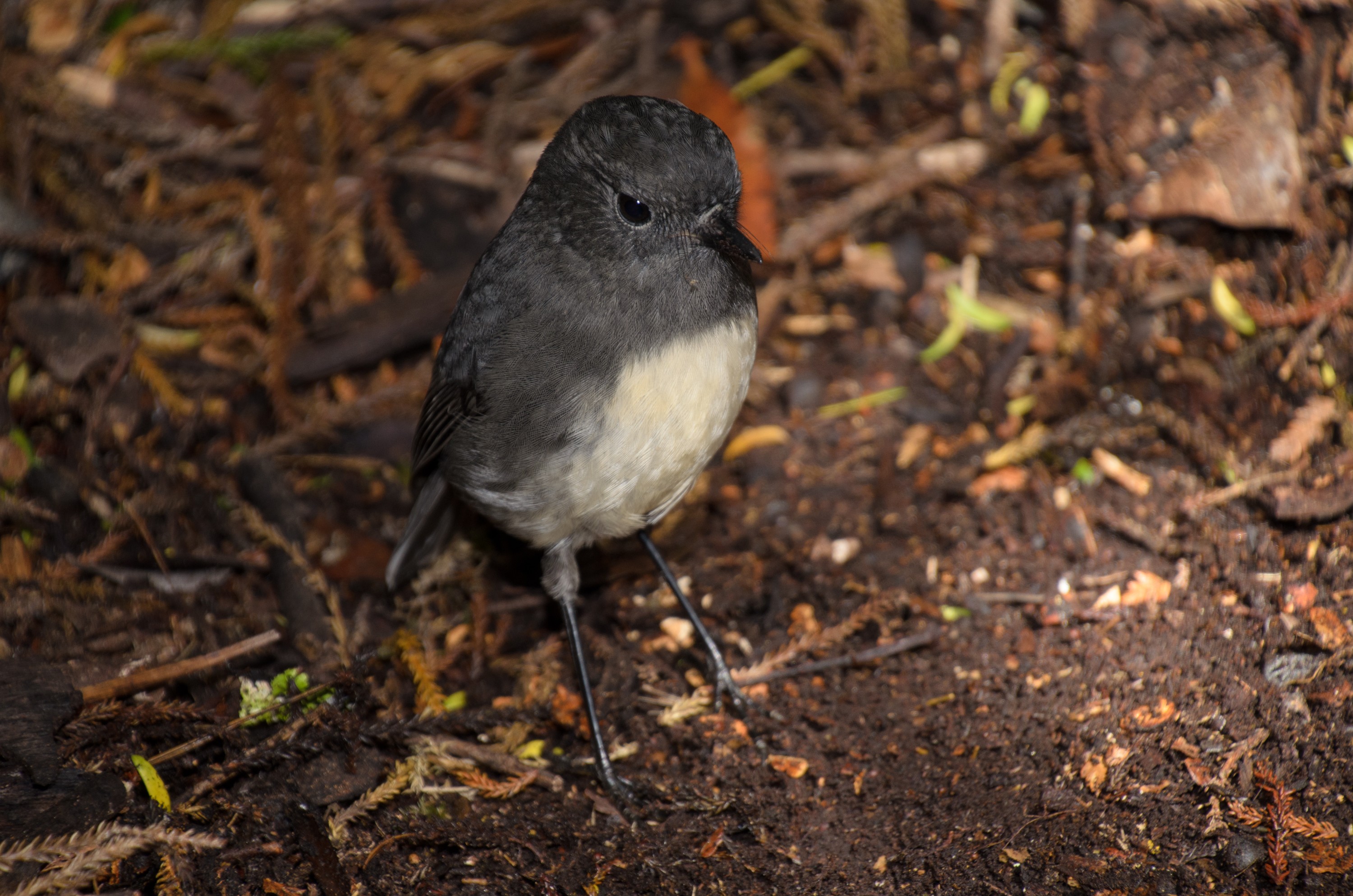 DSC_3261 – Adventure, Crispin, Island, March 2017, National Park, New, New Zealand, Rakiura, South, Stewart, Zealand