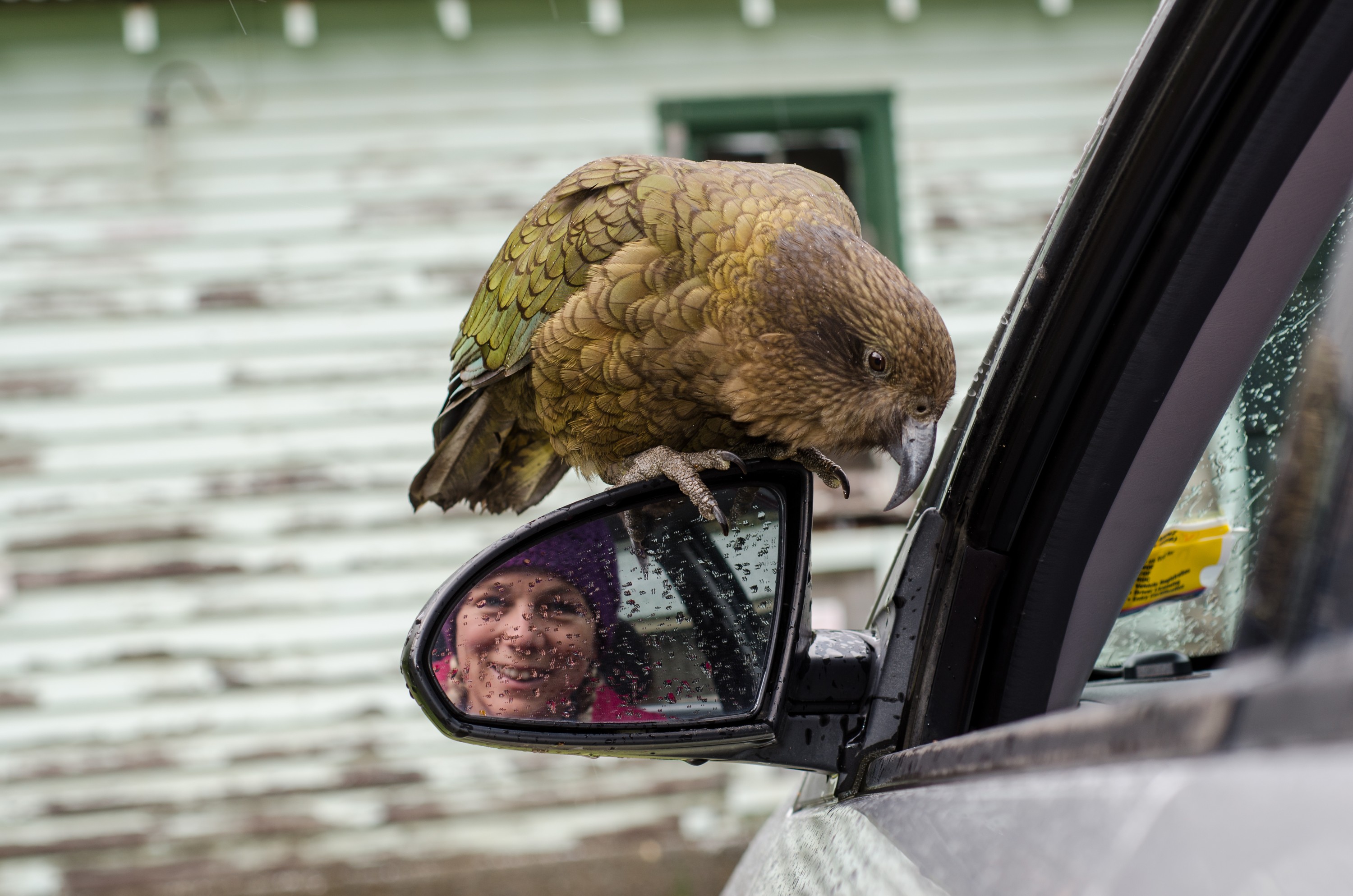 DSC_3291 – Kea, Alpine, Parrot, arthurs pass, arthurs, pass, bird, Crispin, NZ, new, new zealand, zealand