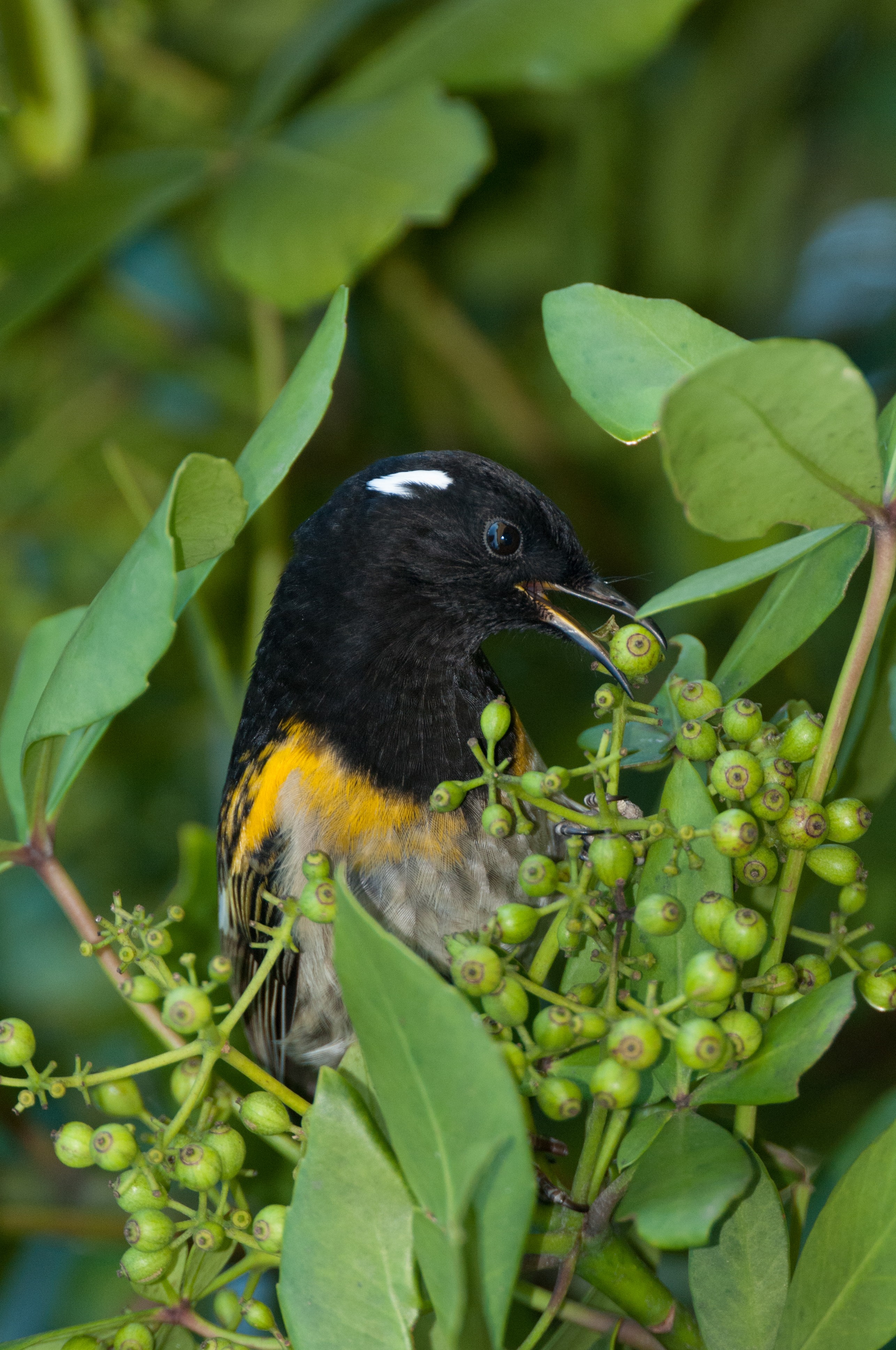_DSC9186 – irene, aug16, bird, nz, new, zealand, avifauna, fauna, irene, nov16, avifauna, birds, nz, new zealand, tiritiri matangi, tiri, hihi, stitchbird, notiomystis cincta, feeding