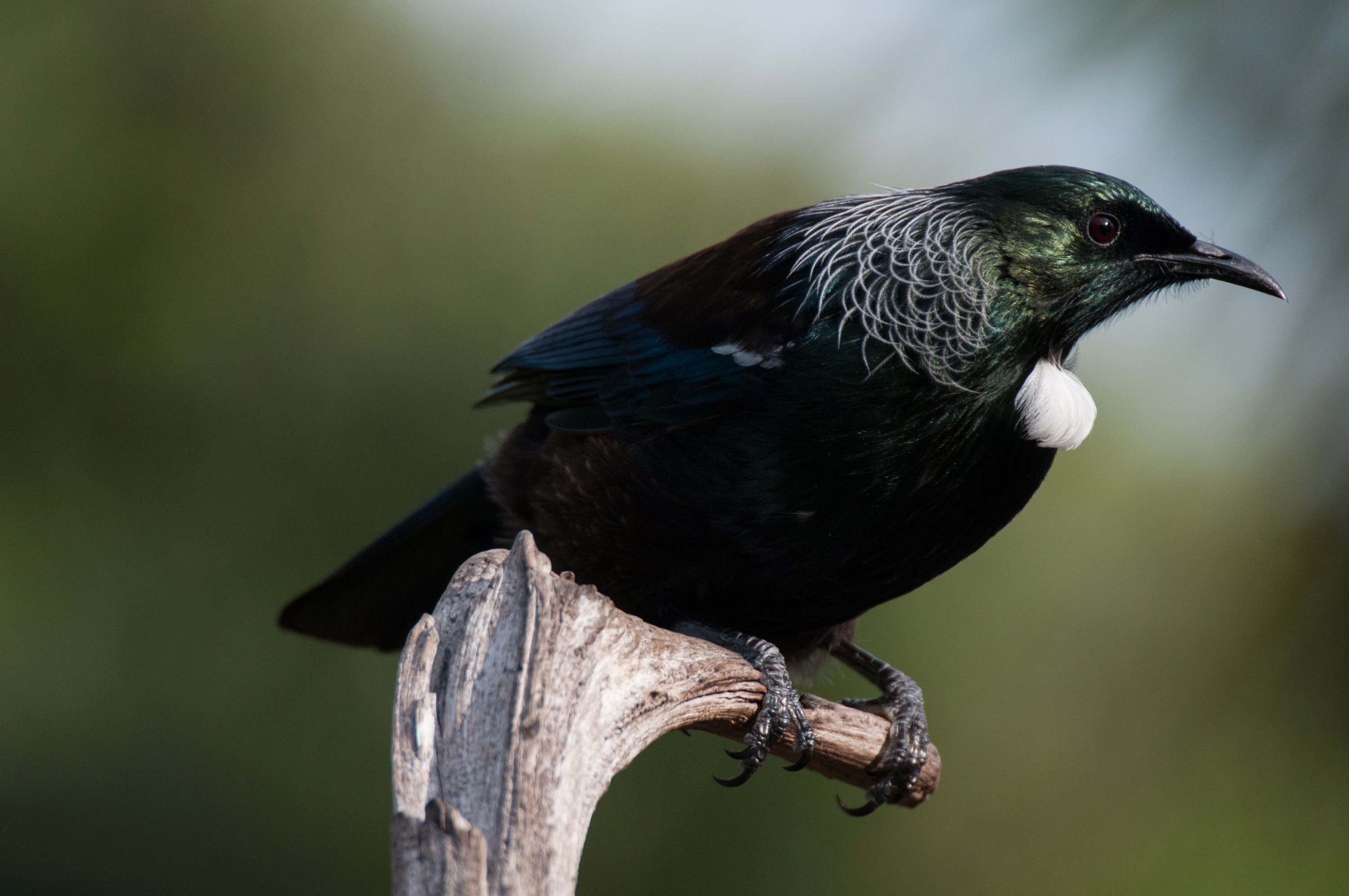 _DSC9749 – irene, aug16, bird, nz, new, zealand, avifauna, fauna, tui, tiritiri matangi, tiri, nov16, passerine, endemic, prosthemadera, novaeseelandiae