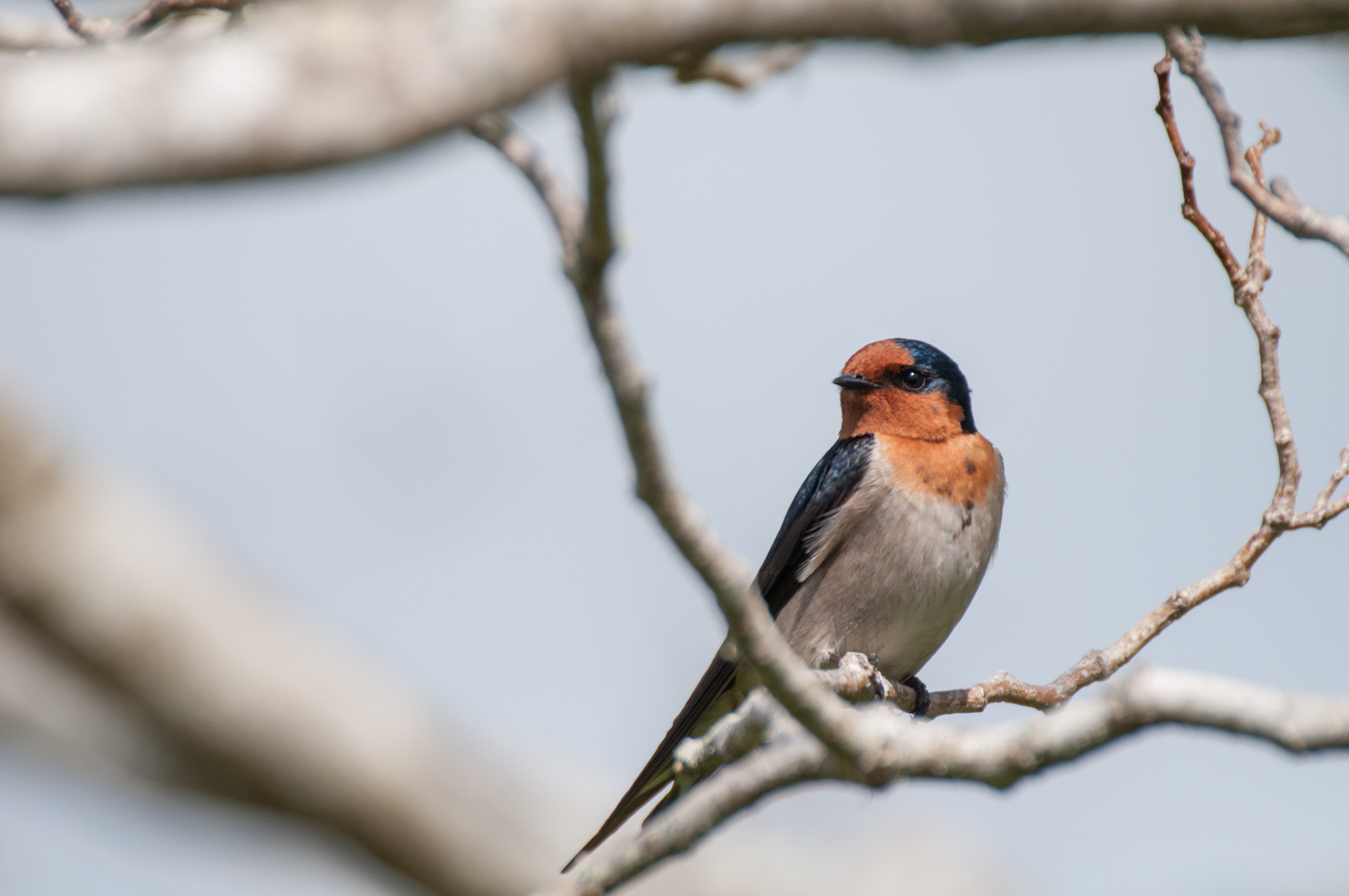 _IRM3512 – irene, nov16, bird, nz, new, zealand, avifauna, fauna, swallow, welcome, house, warou, kaimaumau, far north, northland, hirundo, neoxena
