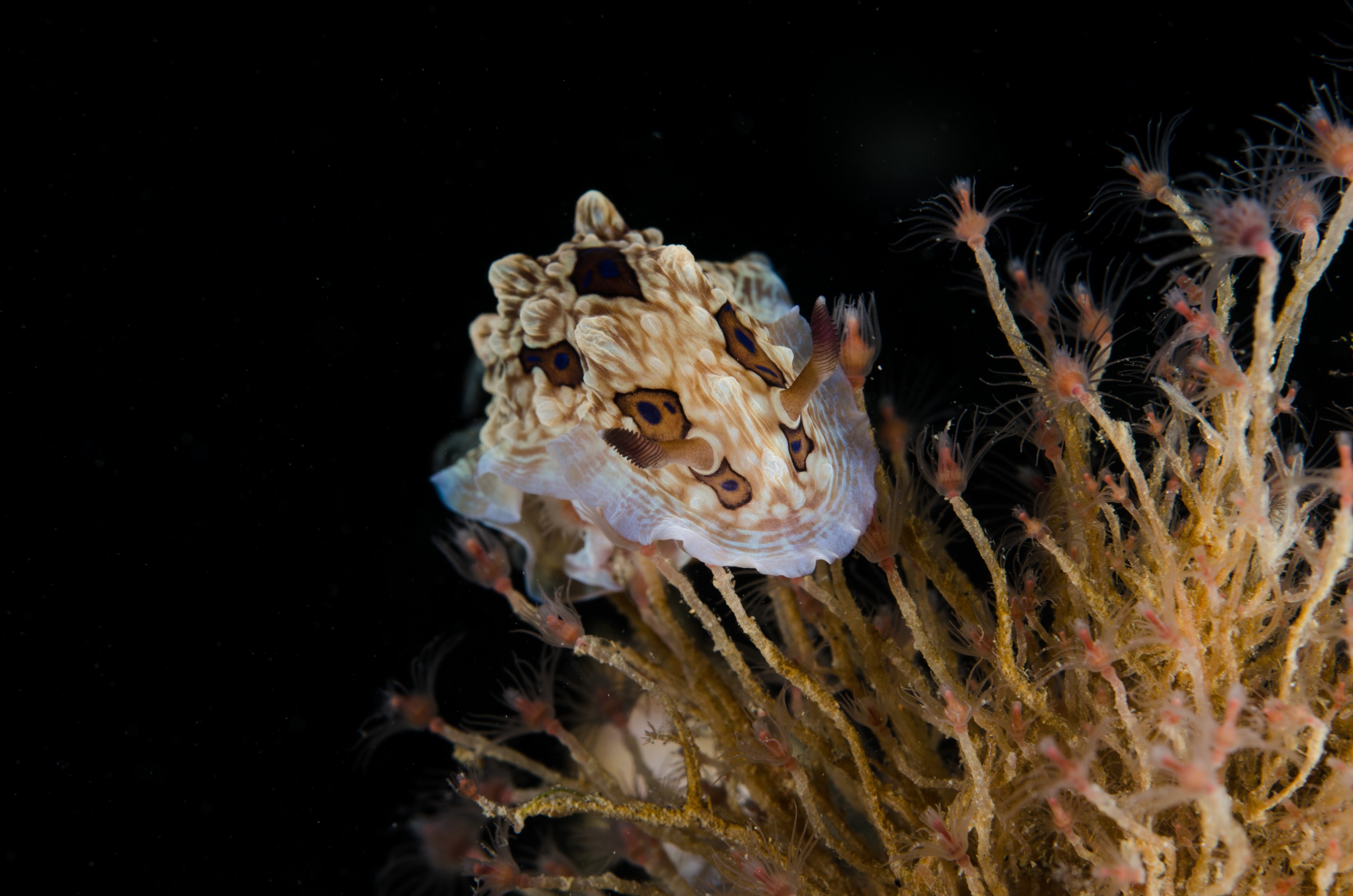 DSC_0420 – Underwater, Pink,mouth, Hydroid, Ectopleura, marina, unknown, ngunguru, estuary, Gem, Nudibranch, Dendrodoris, denisoni, sea, slug seaslug, Crispin, marine, new zealand, zealand, new, nz,