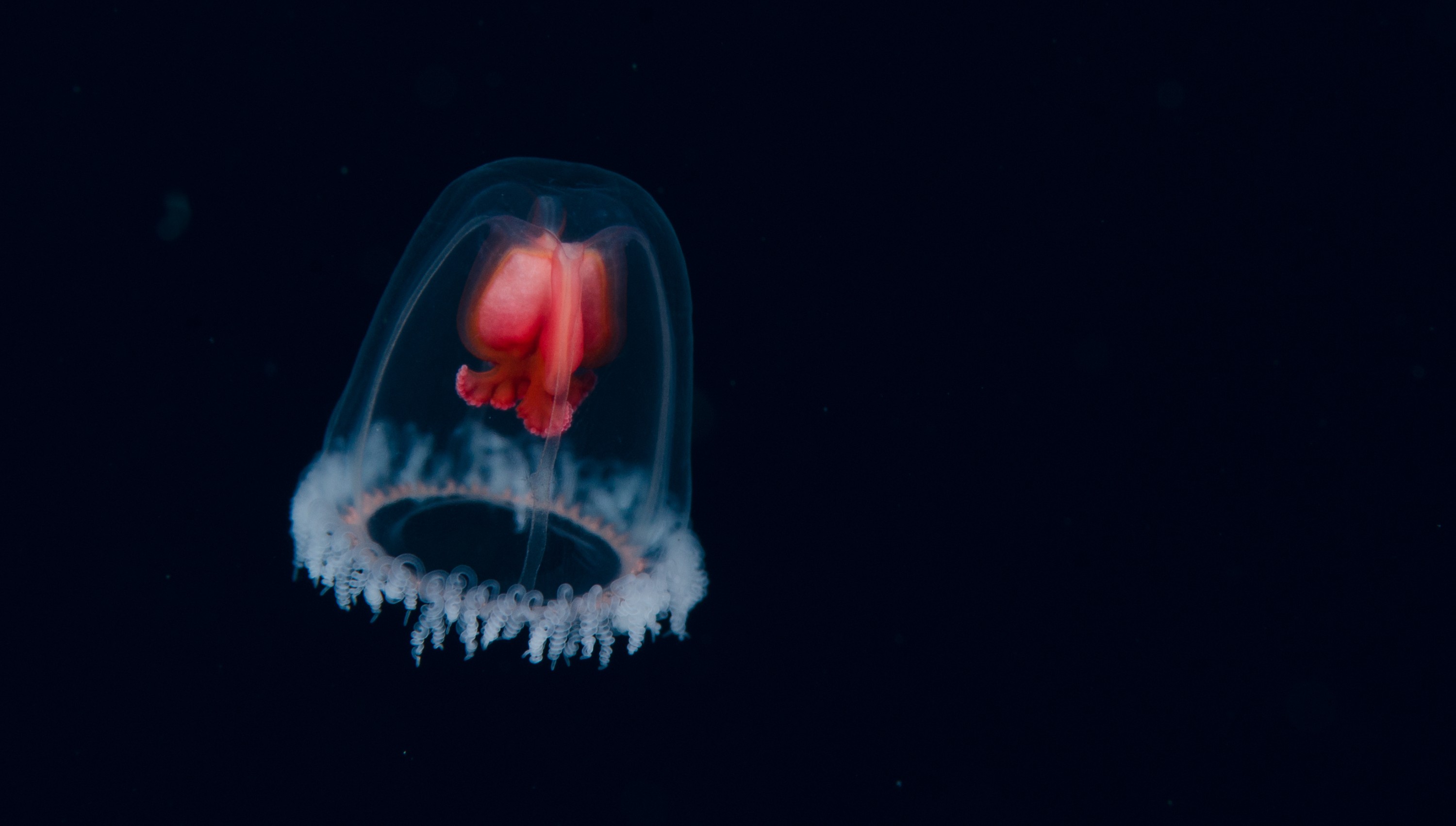 DSC_0758 – new, zealand, new zealand, nz, crispin, poor, knights, marine, reserve, underwater, Underwater, Turritopsis, unknown, jelly, sting, cnidaria, space, oceanidae, poor, knights, marine, reserve, Crispin, marine, new zealand, zealand, new, nz,