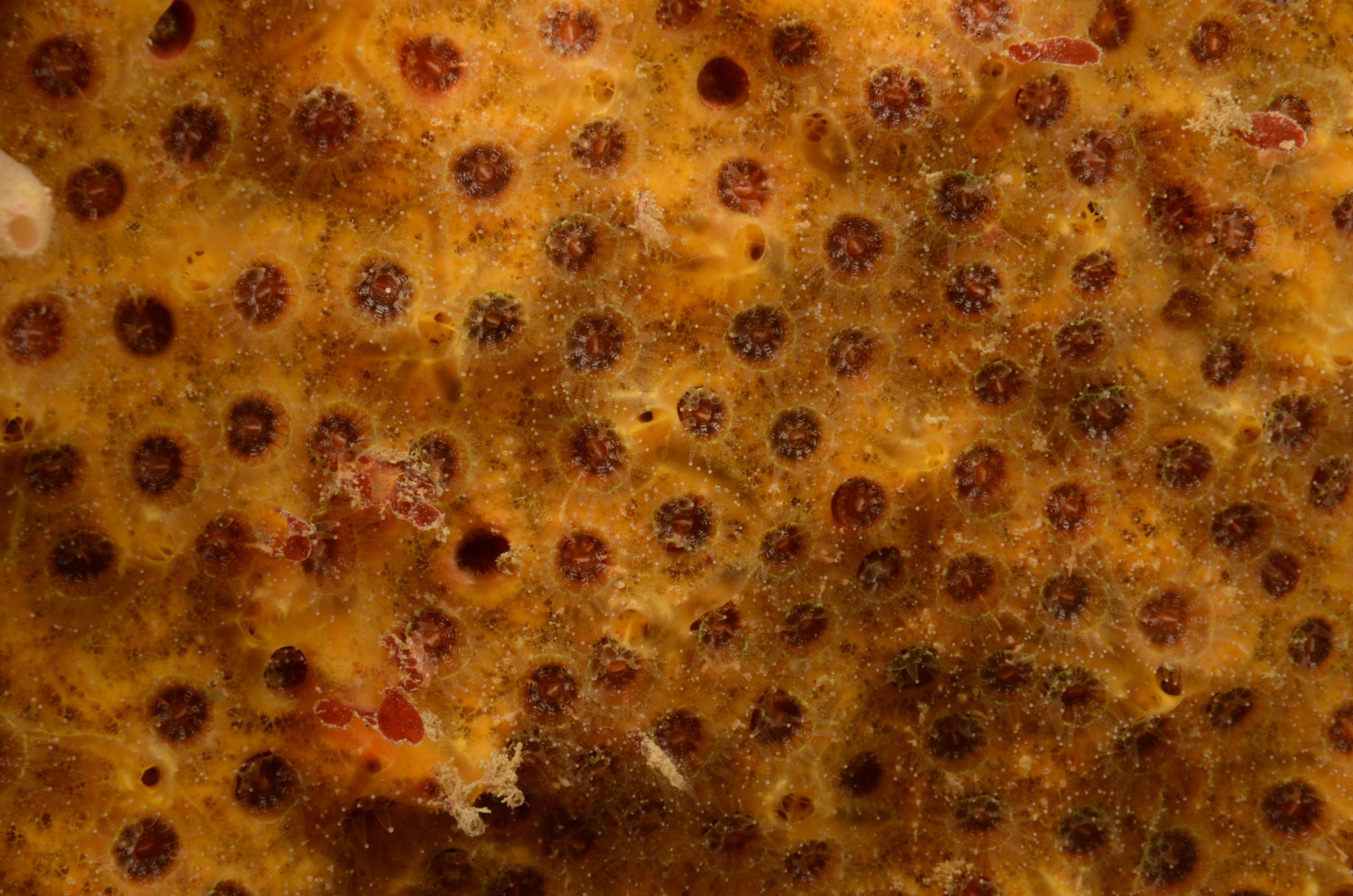 DSC_1067 – crispin, Underwater,  orange, white, poor, knights, marine, reserve, Crispin, marine, new zealand, zealand, new, nz, Colonial, Encrusting, Coral, Culicia, rubeola,