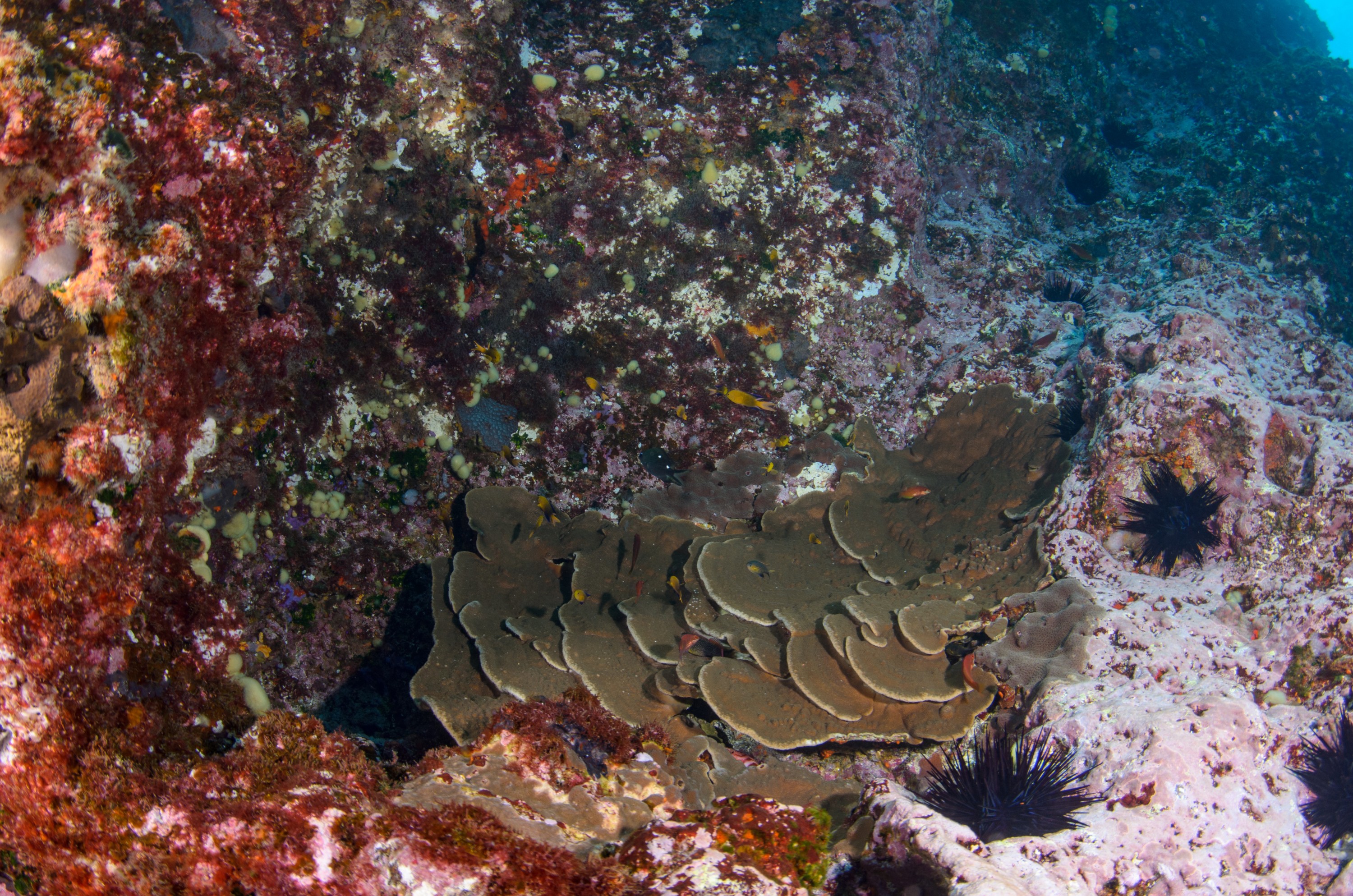 DSC_1076 – 2016, Kermadec, NIWA, New, October 16, RV, Zealand, crispin, expedition, kermadecs, marine, nz, ocean, reef, reserve, sanctuary, seacology, seacologynz, tangaroa