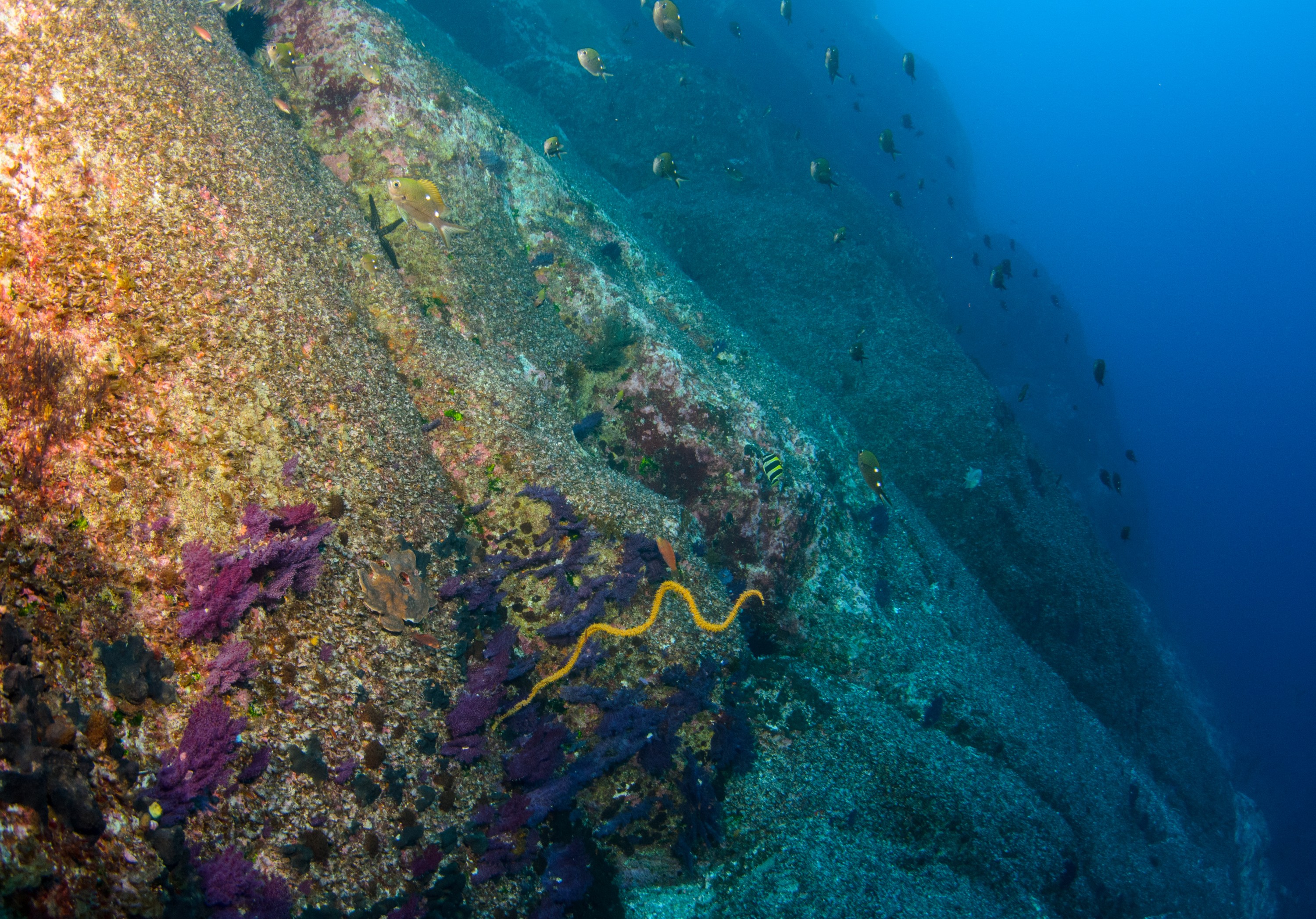 DSC_1421 – 2016, Kermadec, NIWA, New, October 16, RV, Zealand, crispin, expedition, kermadecs, marine, nz, ocean, reserve, sanctuary, seacology, seacologynz, tangaroa