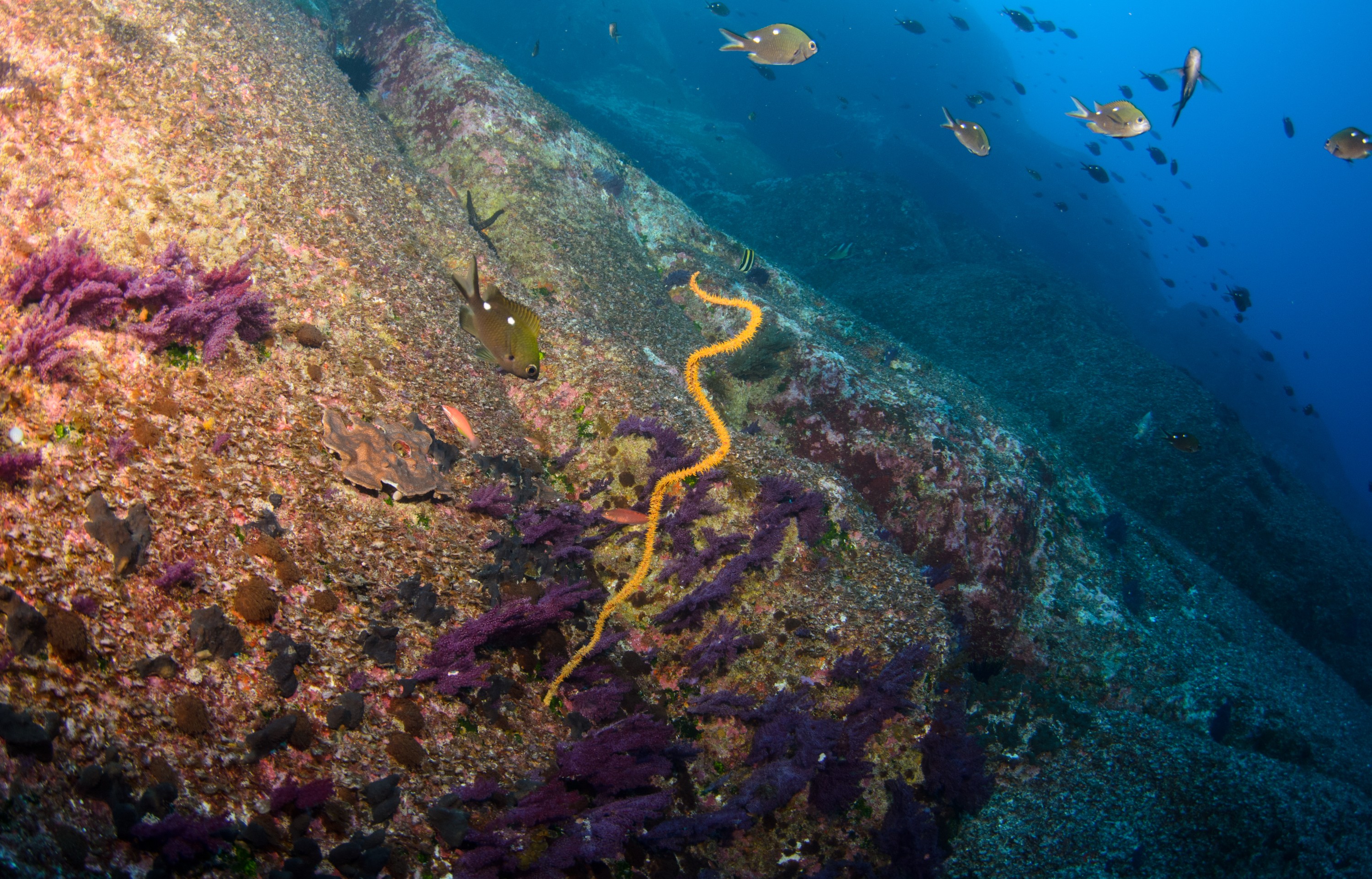 DSC_1425 – 2016, Kermadec, NIWA, New, October 16, RV, Zealand, crispin, expedition, kermadecs, marine, nz, ocean, reserve, sanctuary, seacology, seacologynz, tangaroa