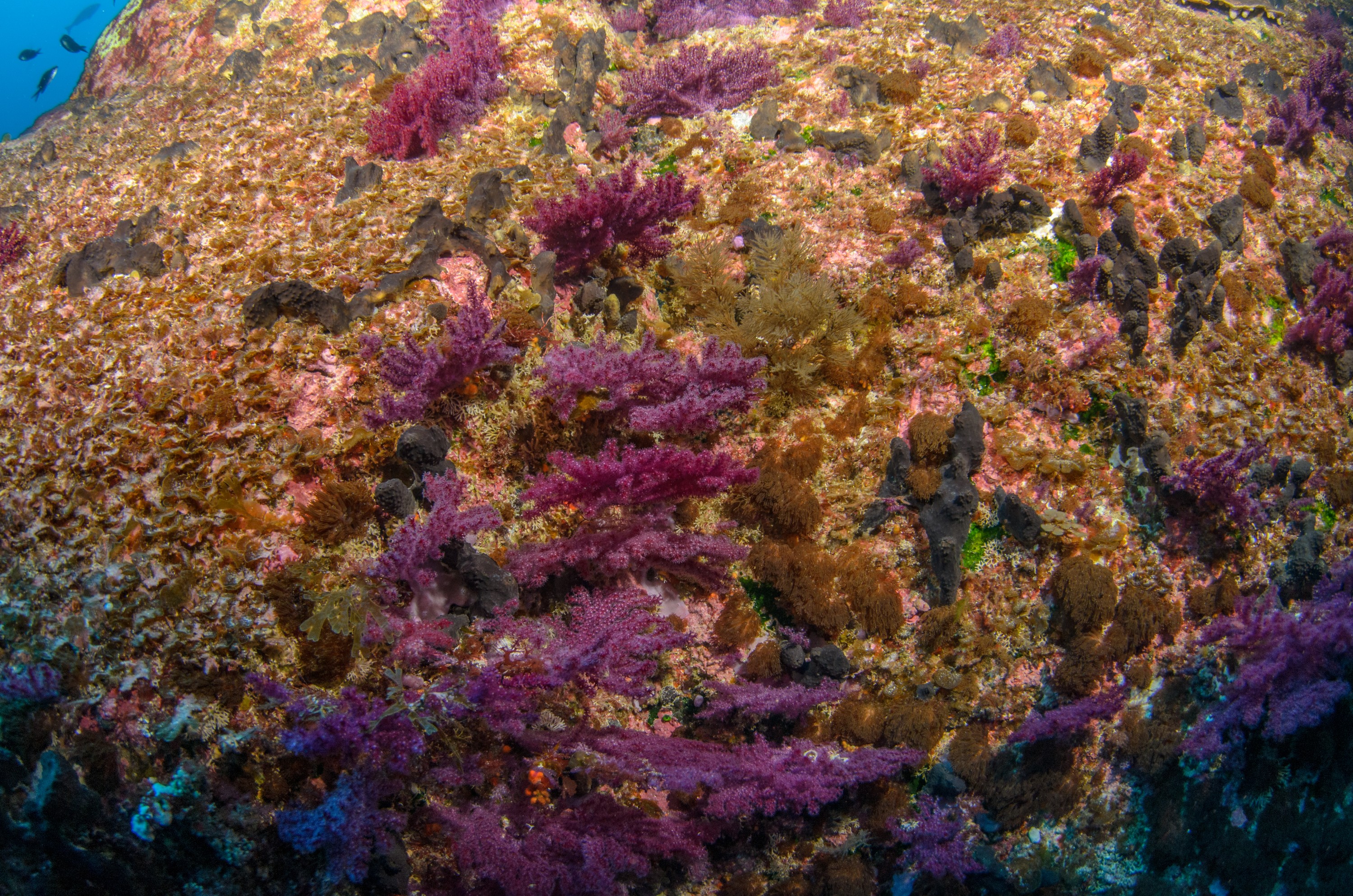 DSC_1429 – 2016, Kermadec, NIWA, New, October 16, RV, Zealand, crispin, expedition, kermadecs, marine, nz, ocean, reserve, sanctuary, seacology, seacologynz, tangaroa
