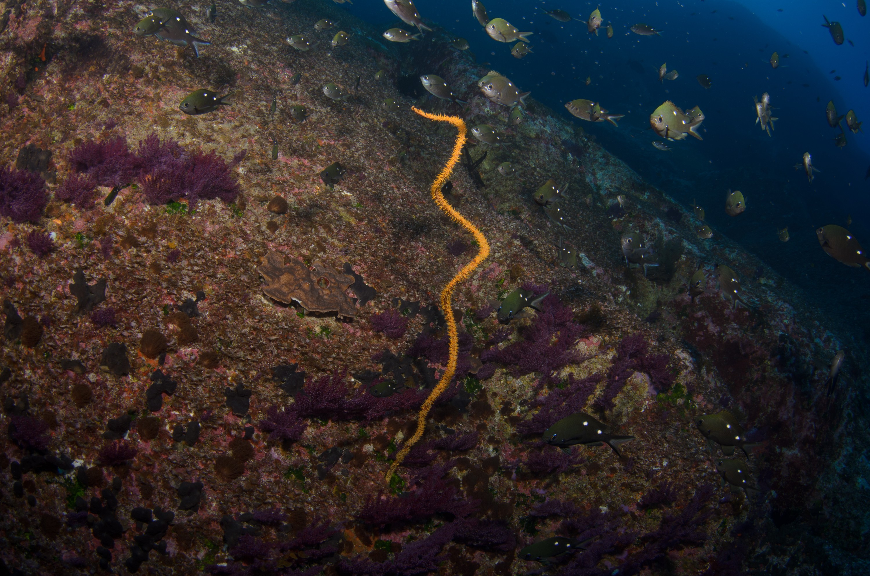 DSC_1430 – 2016, Kermadec, NIWA, New, October 16, RV, Zealand, crispin, expedition, kermadecs, marine, nz, ocean, reserve, sanctuary, seacology, seacologynz, tangaroa