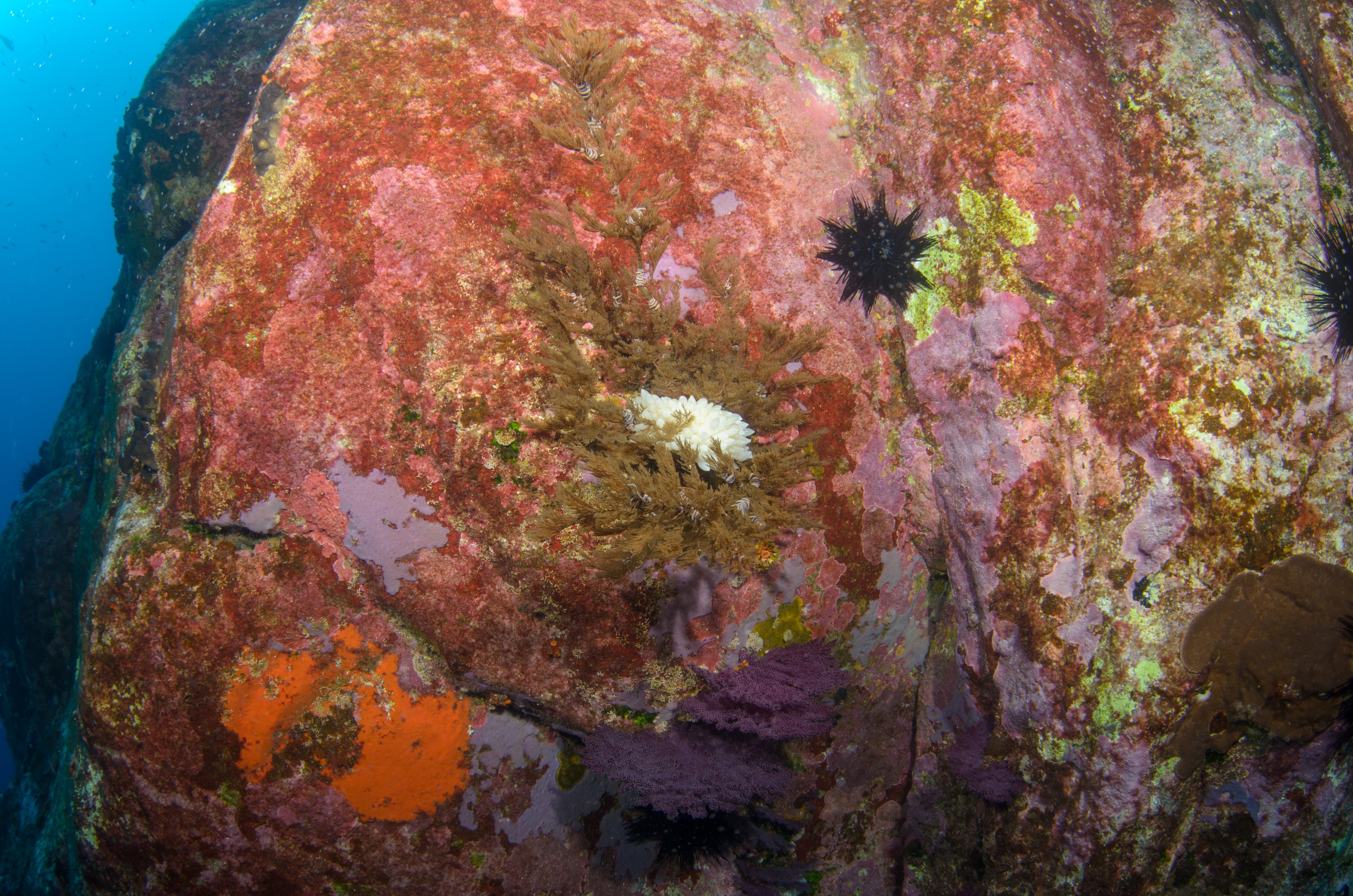 DSC_1444 – 2016, Kermadec, NIWA, New, October 16, RV, Zealand, crispin, expedition, kermadecs, marine, nz, ocean, reserve, sanctuary, seacology, seacologynz, tangaroa