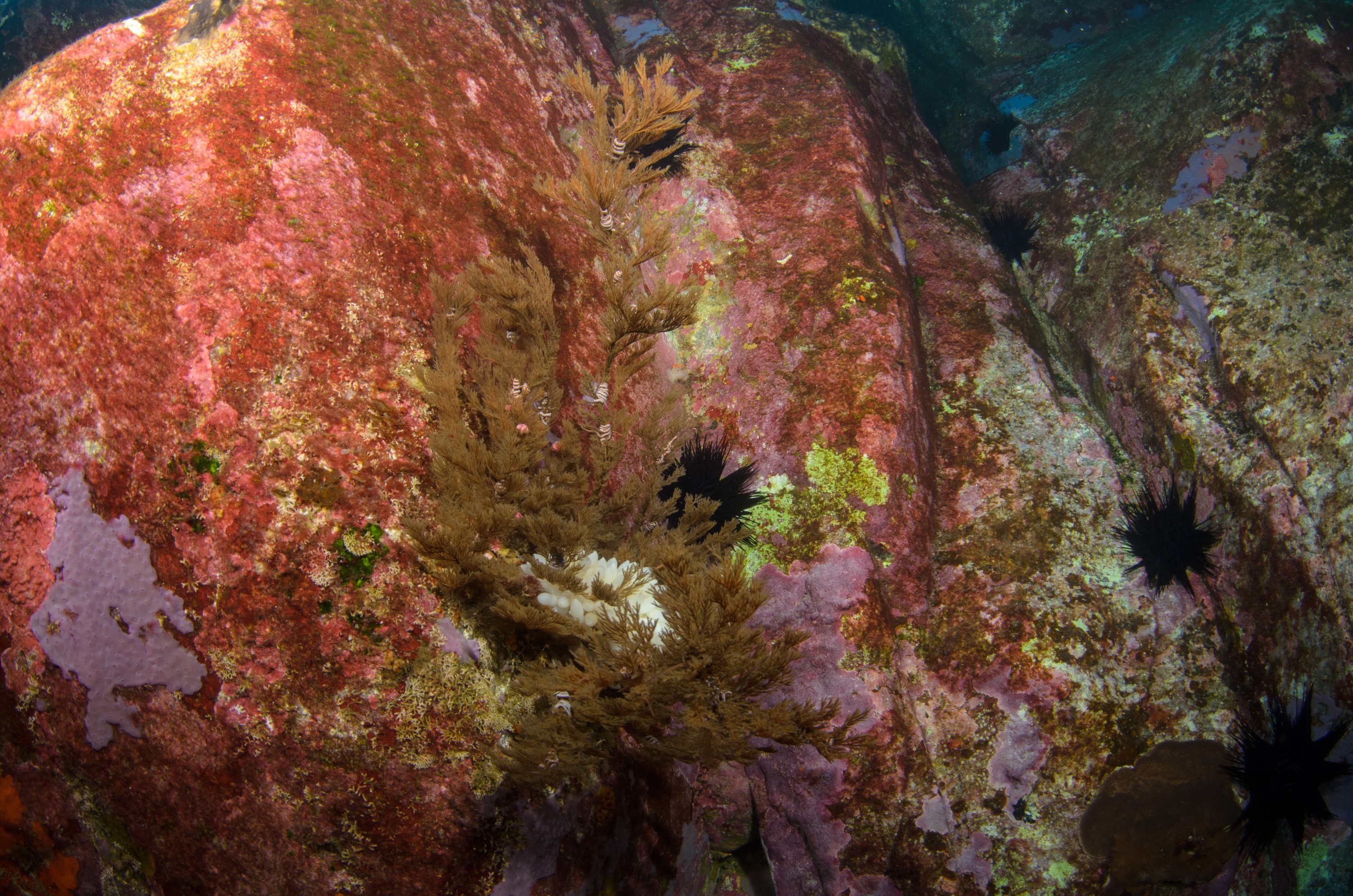DSC_1453 – 2016, Kermadec, NIWA, New, October 16, RV, Zealand, crispin, expedition, kermadecs, marine, nz, ocean, reserve, sanctuary, seacology, seacologynz, tangaroa