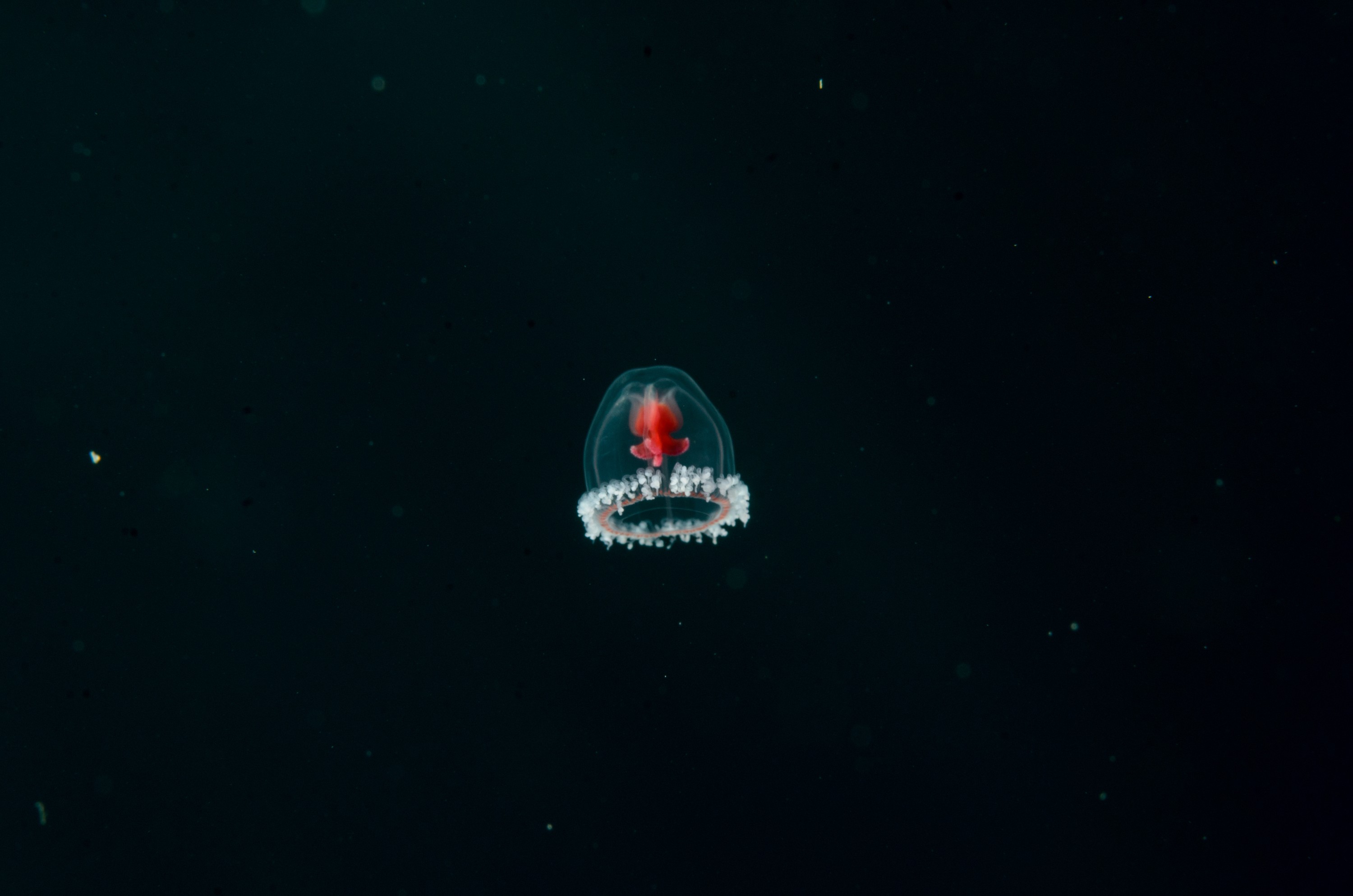 DSC_1520 – new, zealand, new zealand, nz, crispin, poor, knights, marine, reserve, underwater, Underwater, Turritopsis, unknown, jelly, sting, cnidaria, space, oceanidae, poor, knights, marine, reserve, Crispin, marine, new zealand, zealand, new, nz,