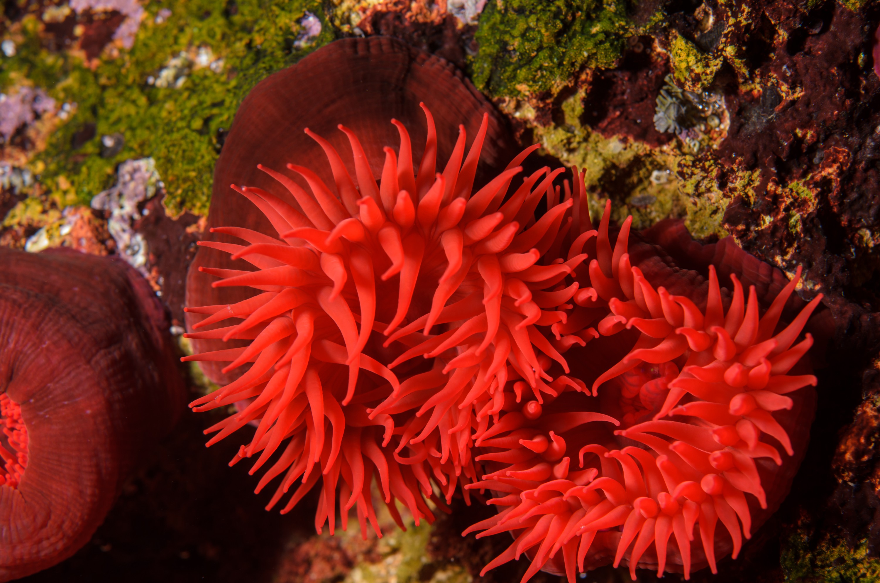 DSC_1582 – Anemone, Poor, Knights, Marine, Reserve, Waratah, anemone, Actinia, tenebrosa, Crispin, marine, new zealand, zealand, new, nz,