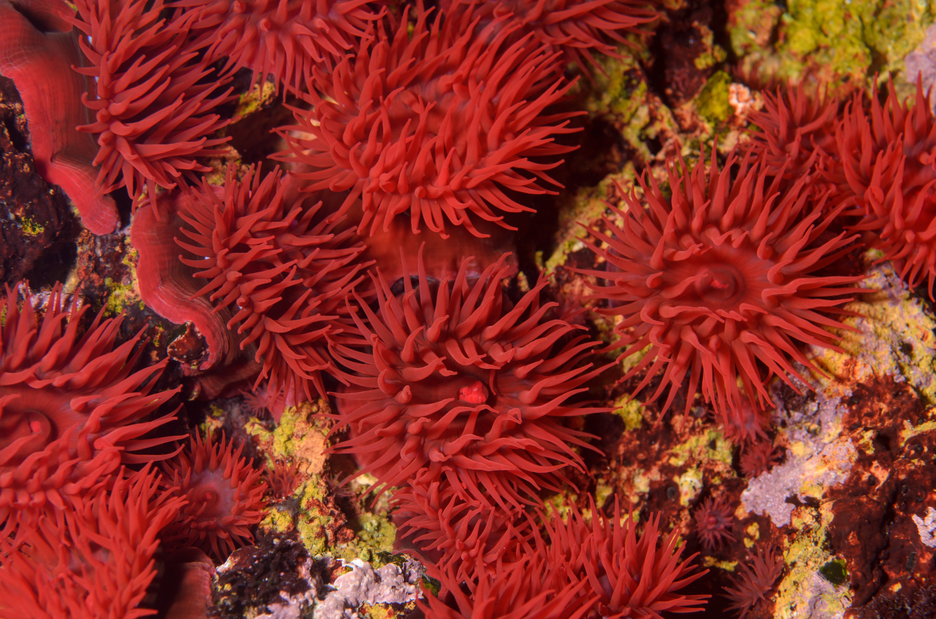 DSC_1590 – Anemone, Poor, Knights, Marine, Reserve, Waratah, anemone, Actinia, tenebrosa, Crispin, marine, new zealand, zealand, new, nz,