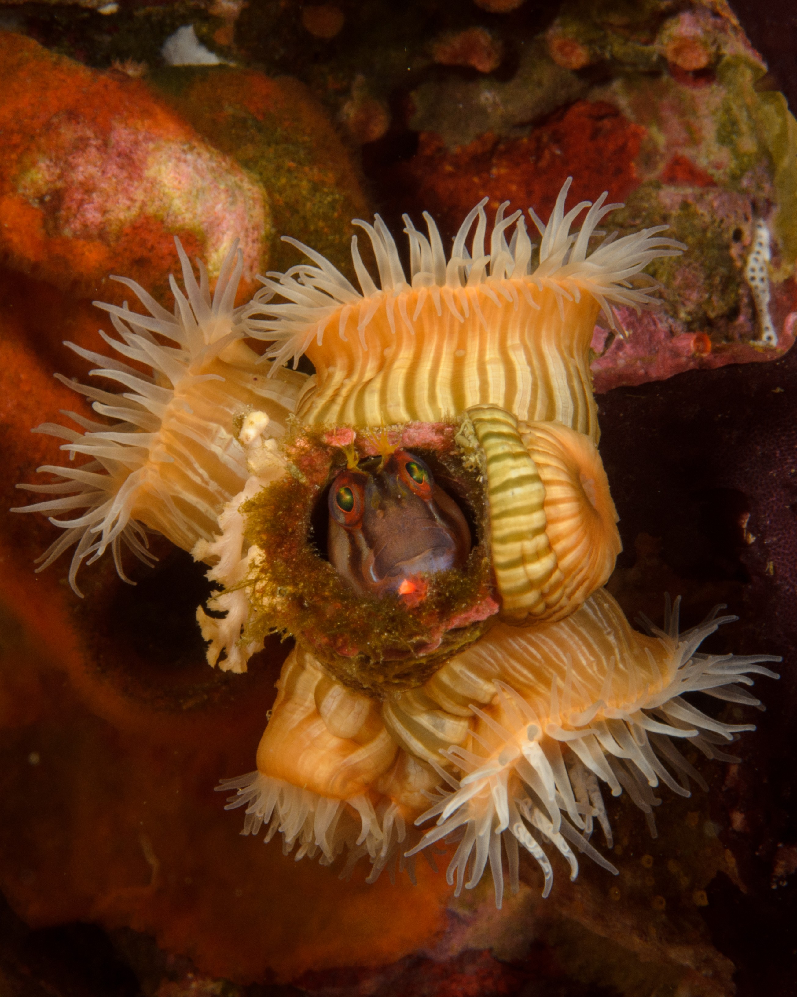 DSC_1829 – crispin, new, zealand, new zealand, july16, nz, Underwater, Crested, blenny, Parablennius, laticlavius, fraggle, poor, knights, marine, reserve, Common, Anemone, Actinia, tenebrosa