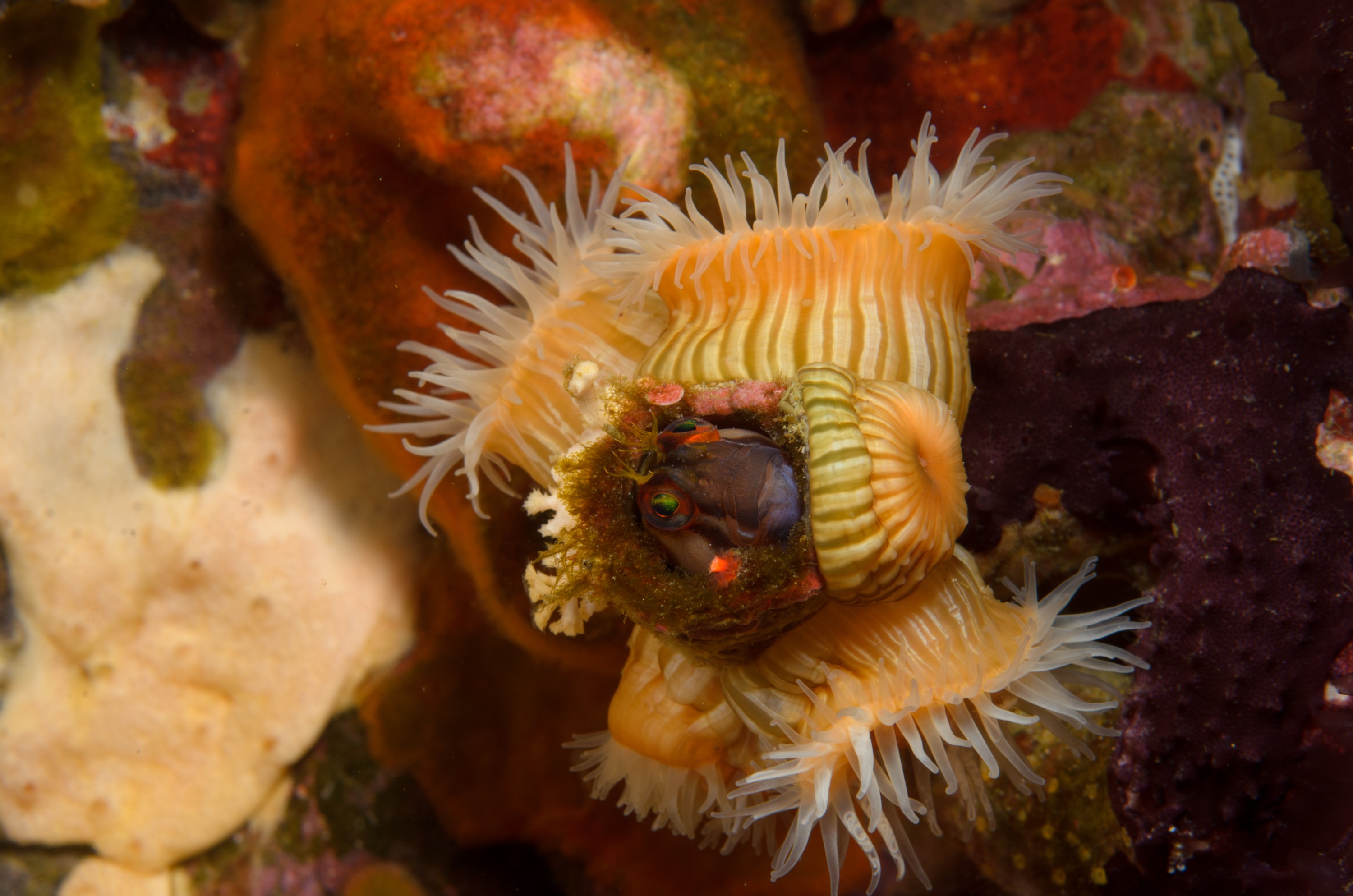 DSC_1833 – crispin, new, zealand, new zealand, july16, nz, Underwater, Crested, blenny, Parablennius, laticlavius, fraggle, poor, knights, marine, reserve, Common, Anemone, Actinia, tenebrosa