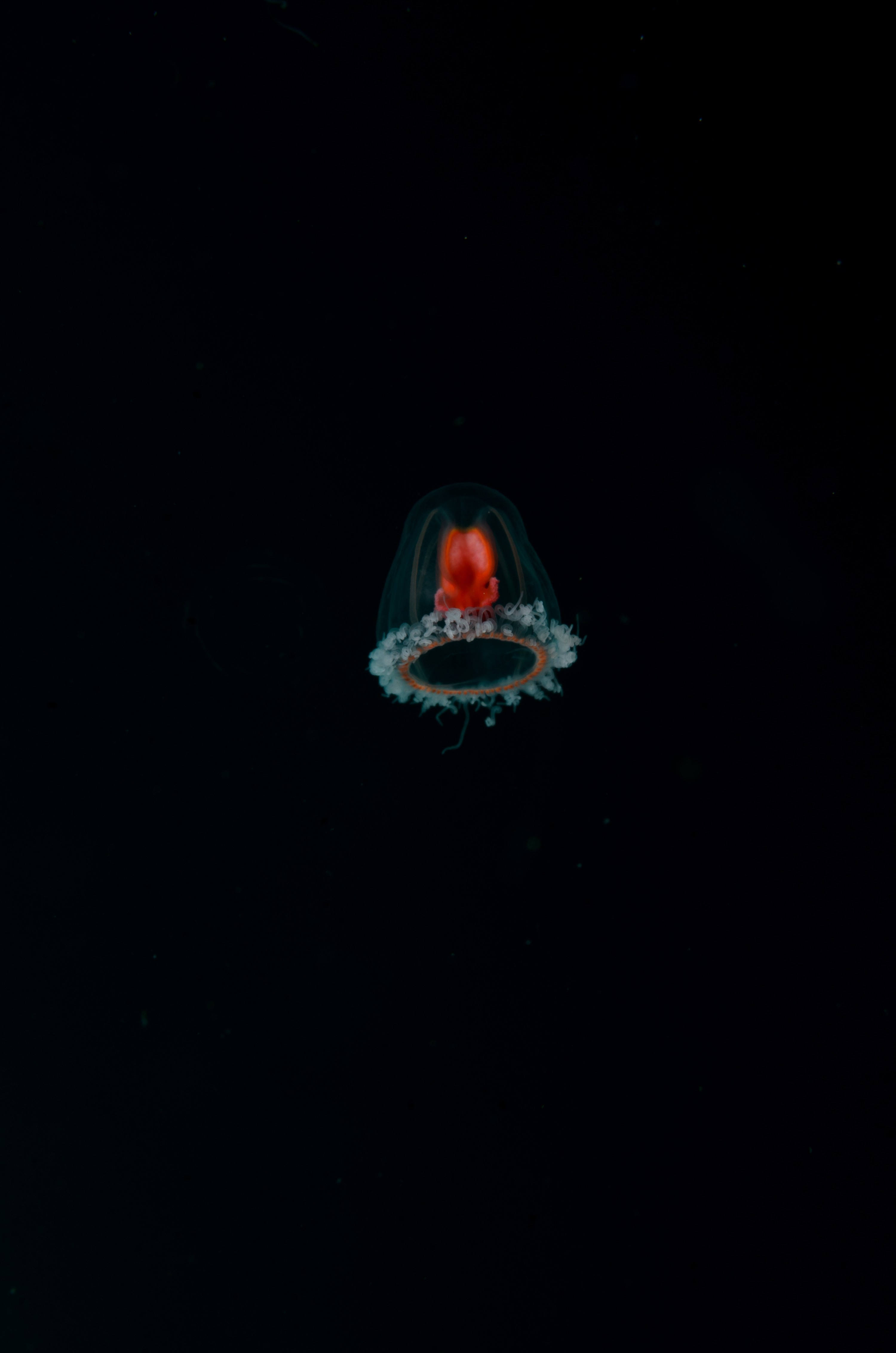 DSC_1858 – crispin, new, zealand, new zealand, july16, nz, Underwater, Turritopsis, unknown, jelly, sting, cnidaria, space, oceanidae, poor, knights, marine, reserve,