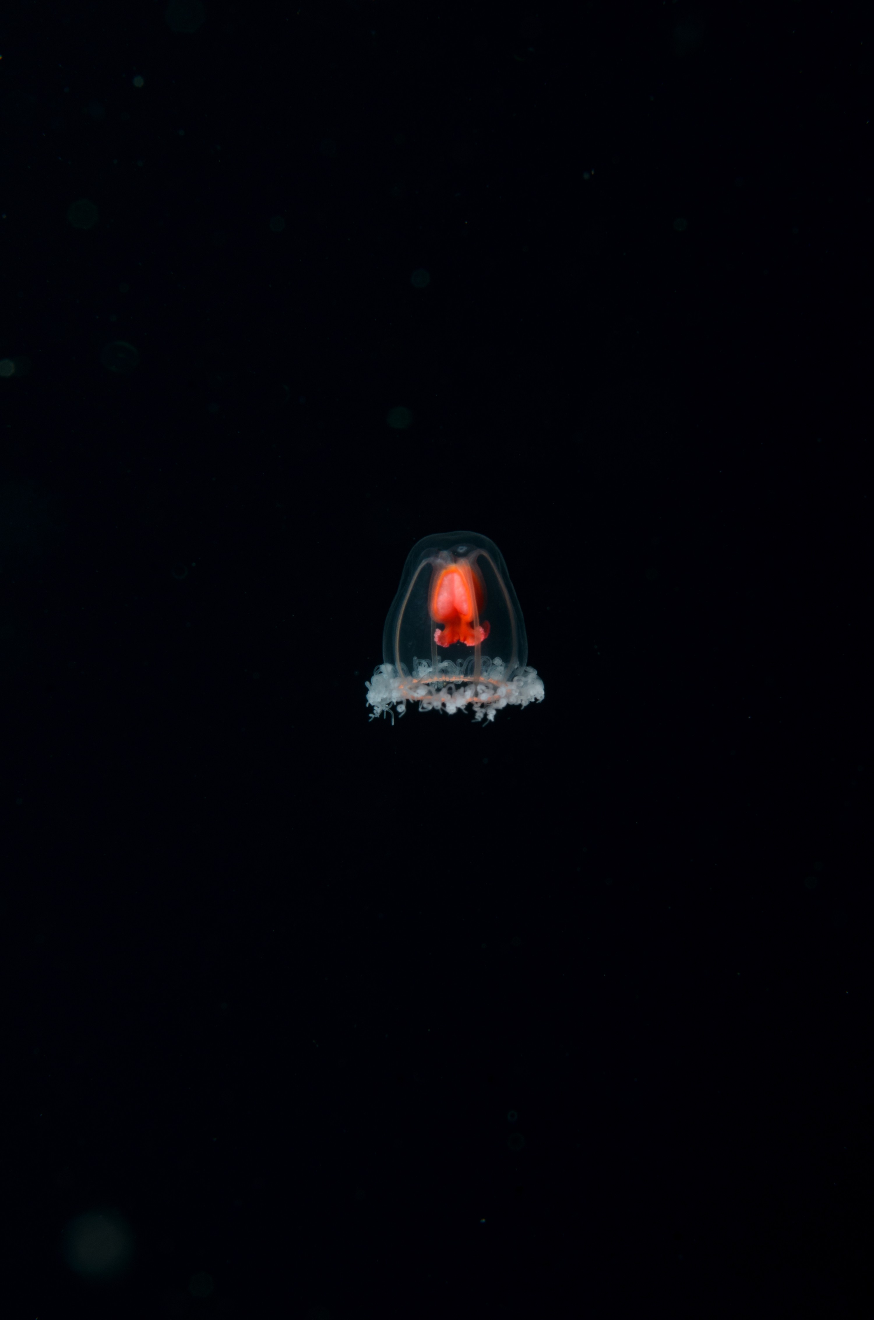 DSC_1865 – crispin, new, zealand, new zealand, july16, nz, Underwater, Turritopsis, unknown, jelly, sting, cnidaria, space, oceanidae, poor, knights, marine, reserve,