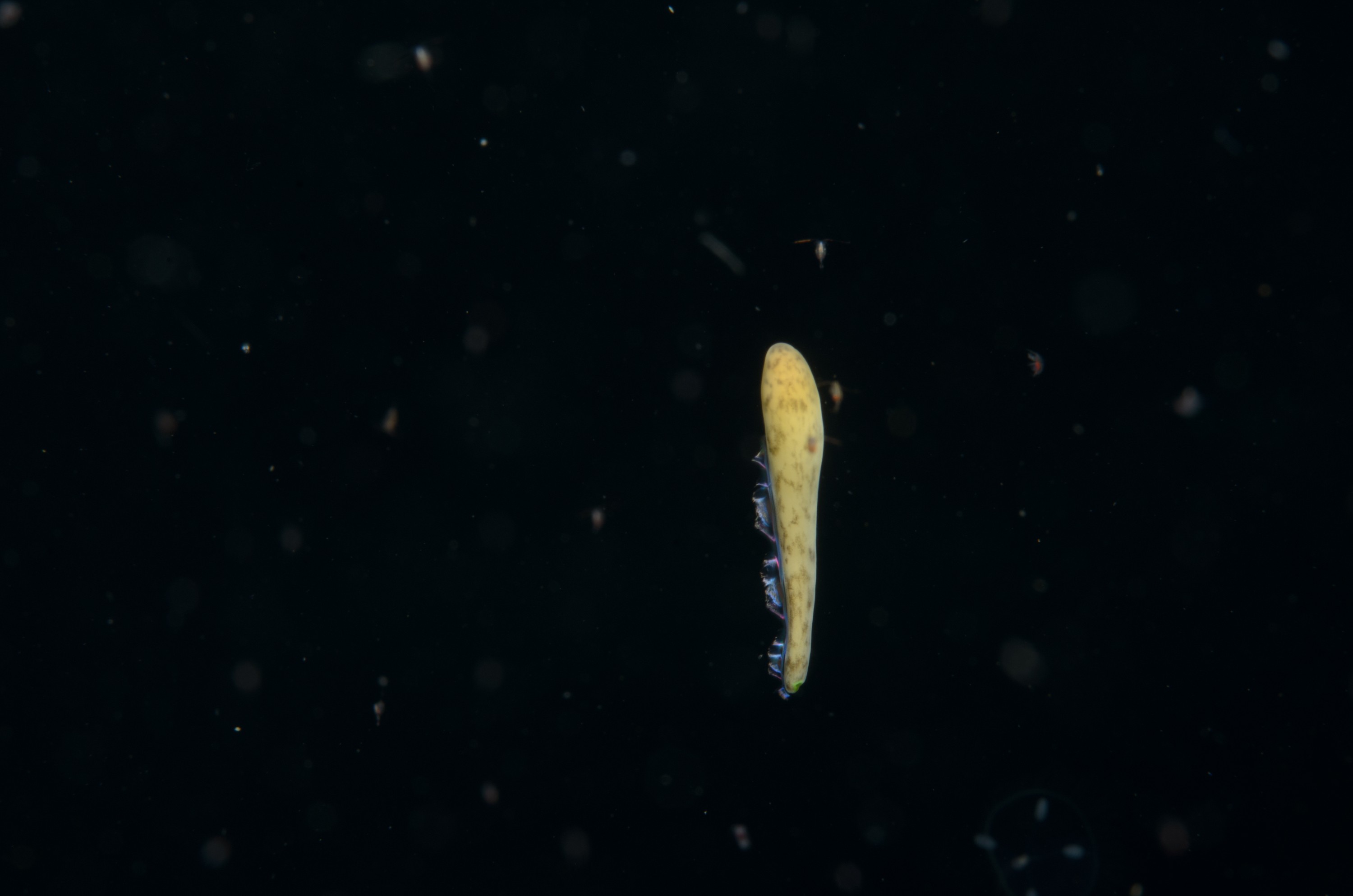 DSC_2296 – seacology, seacologynz, new, zealand, poor, knights, marine, reserve, nz, crispin, middleton, nikon, d850, nauticam