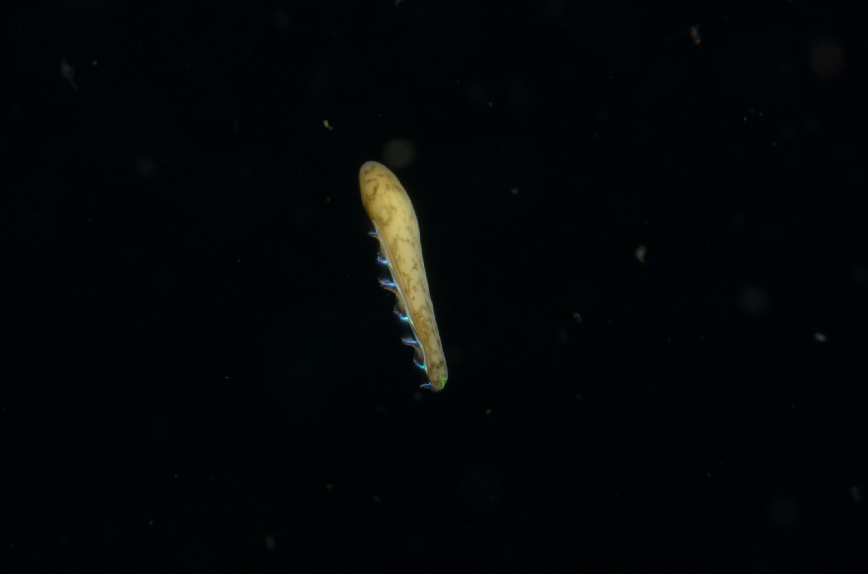 DSC_2300 – seacology, seacologynz, new, zealand, poor, knights, marine, reserve, nz, crispin, middleton, nikon, d850, nauticam