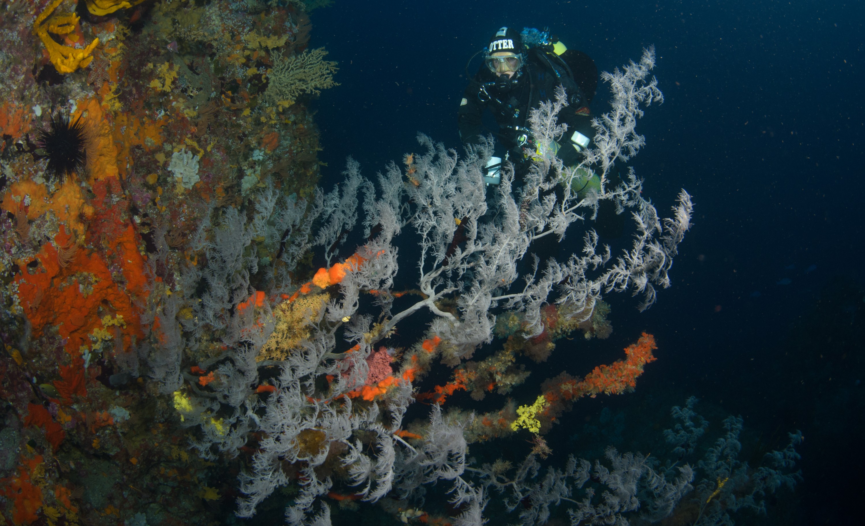 DSC_2400 – crispin, nz, new, zealand, new zealand, aug16_cm, Black, coral, Antipatharia, poor, knights, marine, reserve, snake, star, starfish