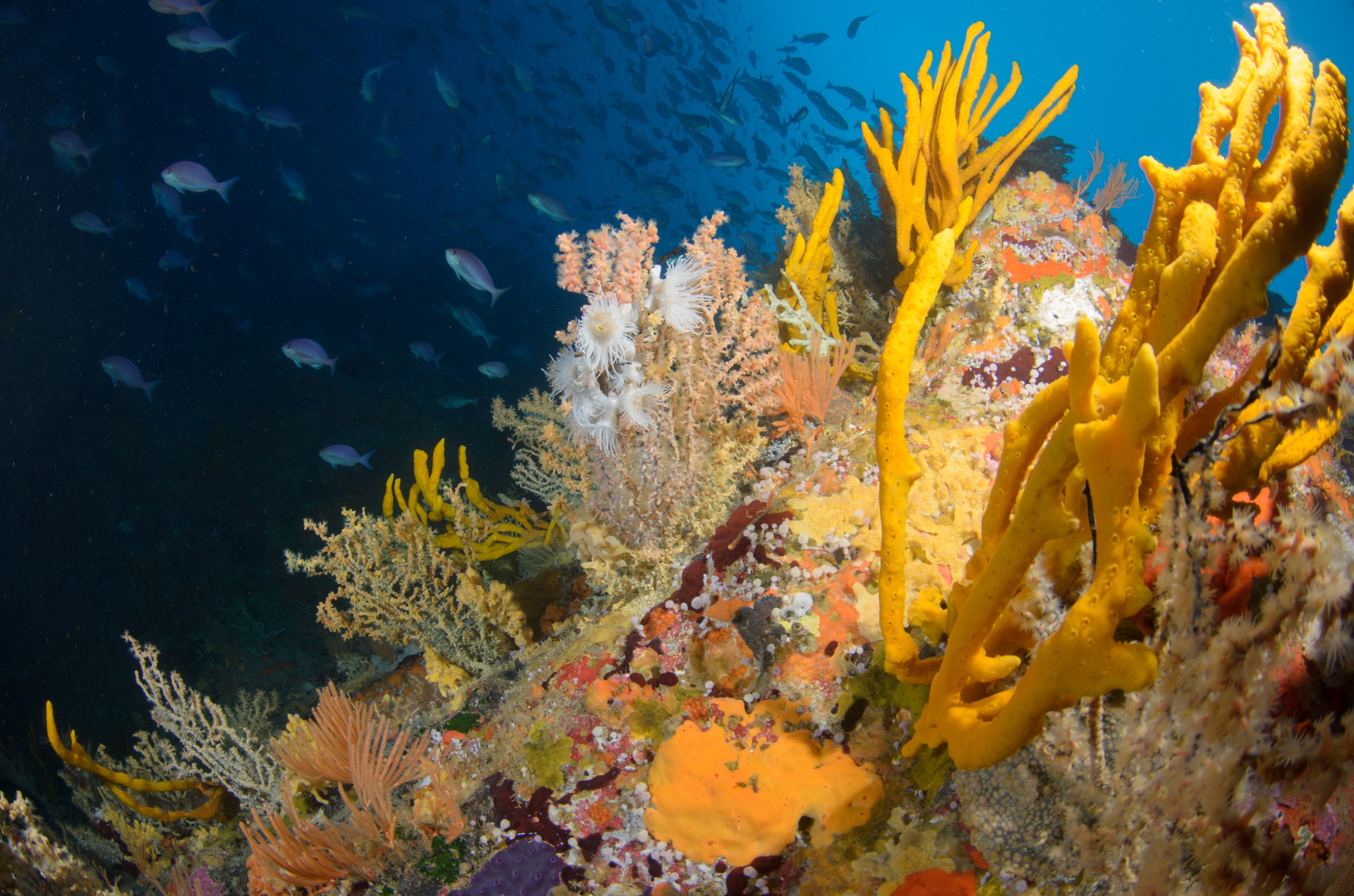 DSC_2408 – crispin, nz, new, zealand, new zealand, aug16_cm, Sponge, Anemone, pink maomao, leopard
