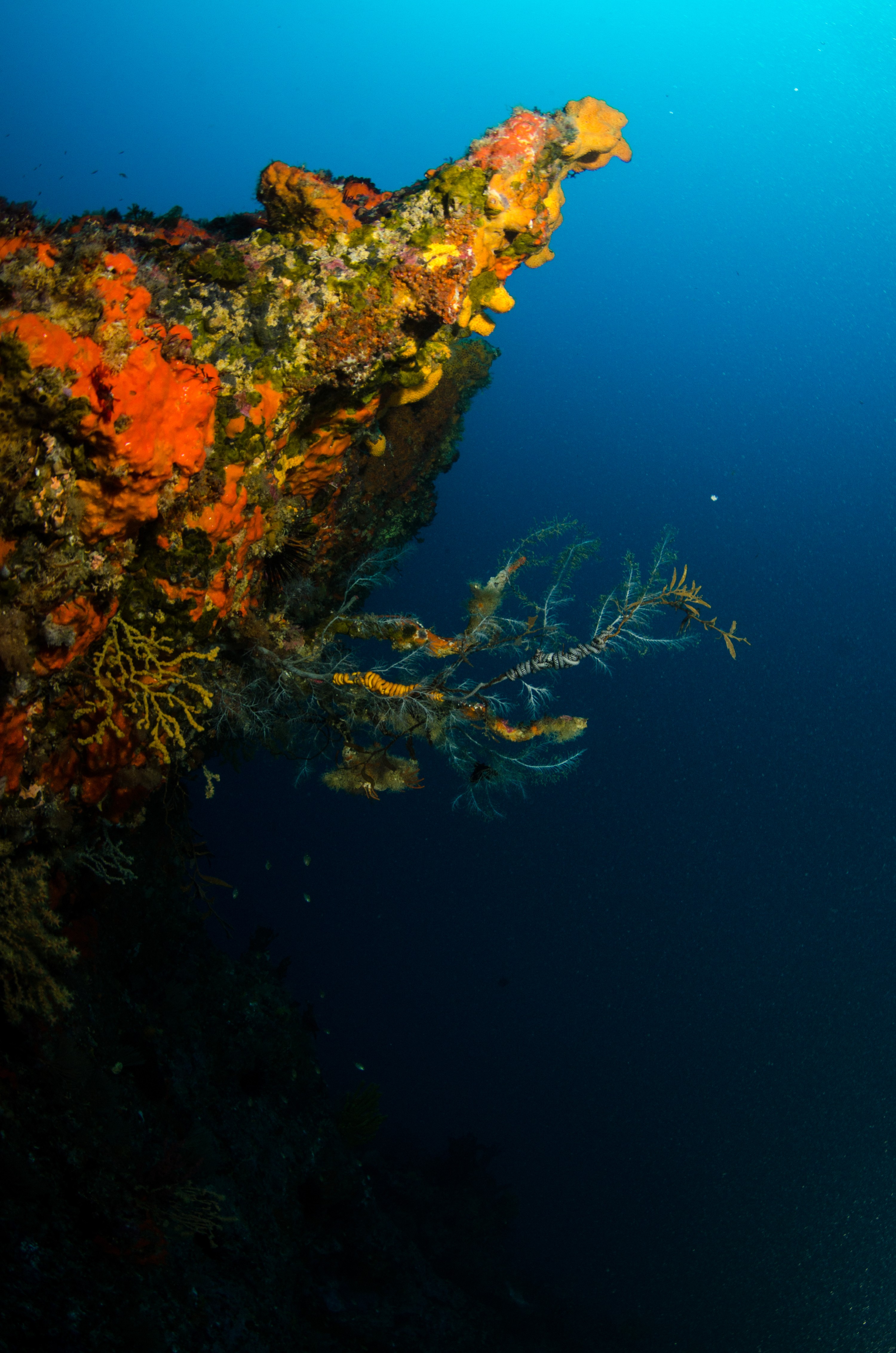 DSC_3365 – crispin, nz, new, zealand, new zealand, poor, knights, marine, reserve, Black, Coral, Lillipathes, lillei,