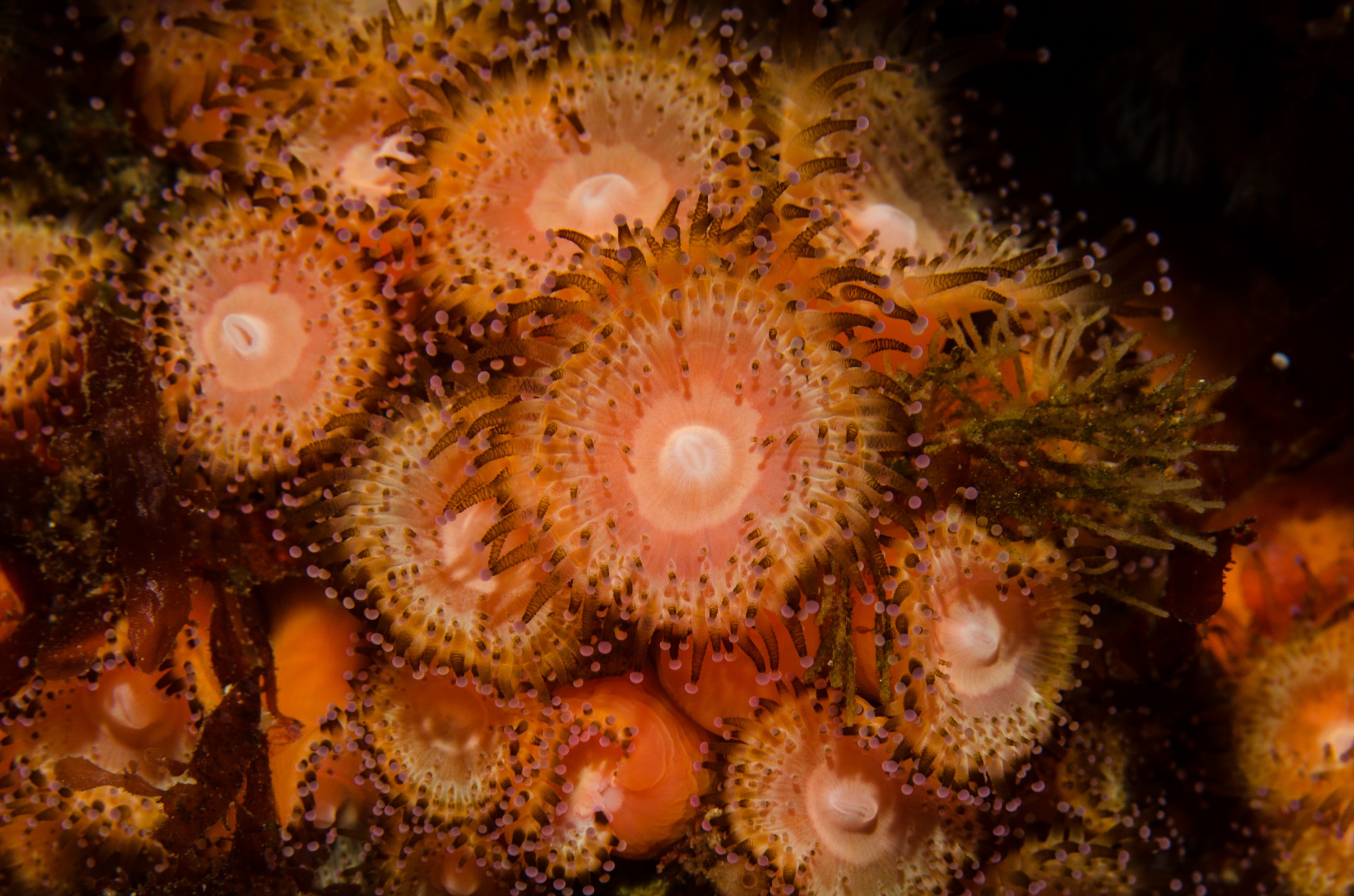 DSC_3575 – Anemone, Poor, Knights, Marine, Reserve, Jewel, Anemone, Corynactis, haddoni, Crispin, marine, new zealand, zealand, new, nz,