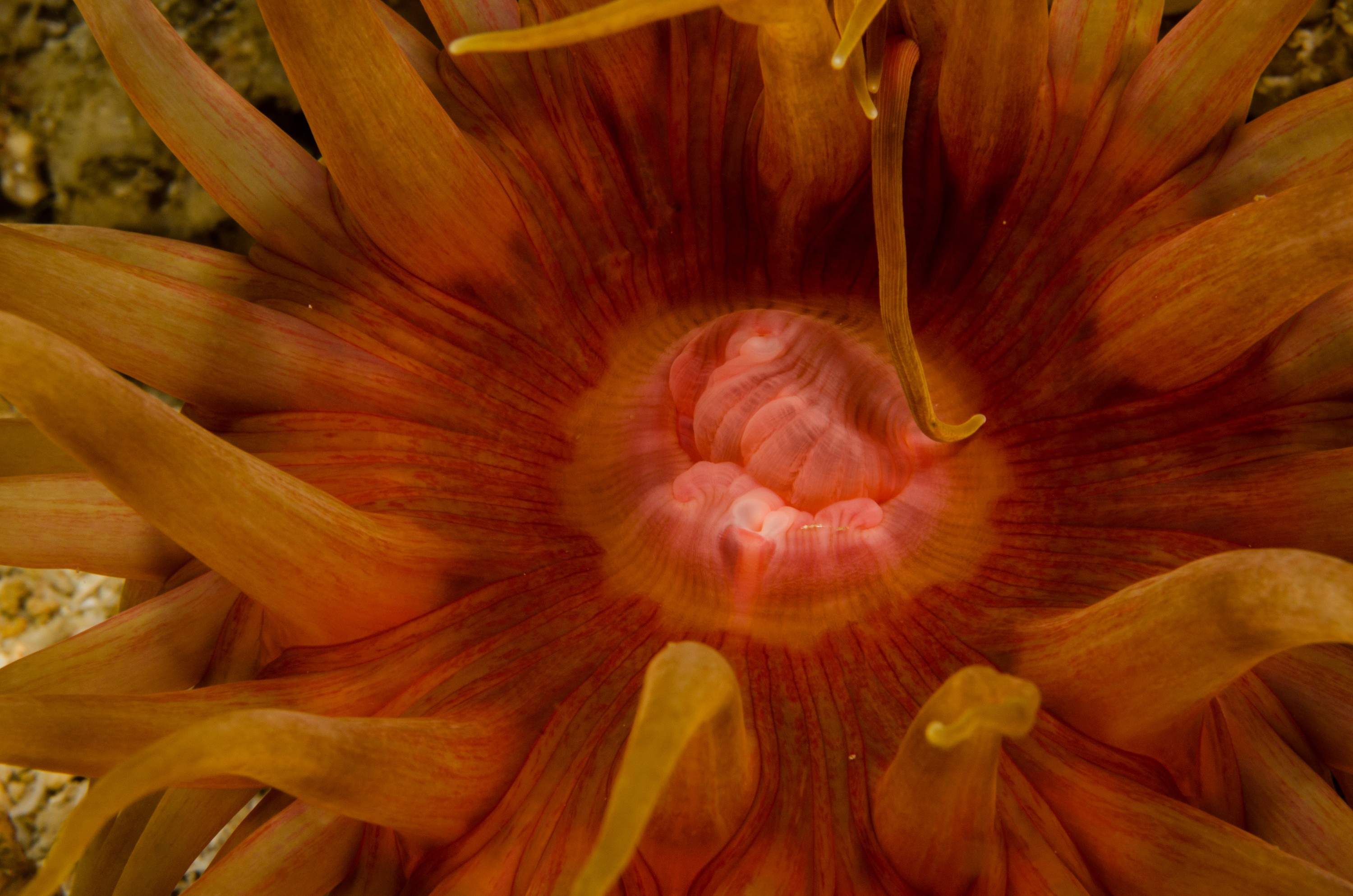 DSC_3679 – crispin, nz, new, zealand, new zealand, aug16_cm, unknown, anemone