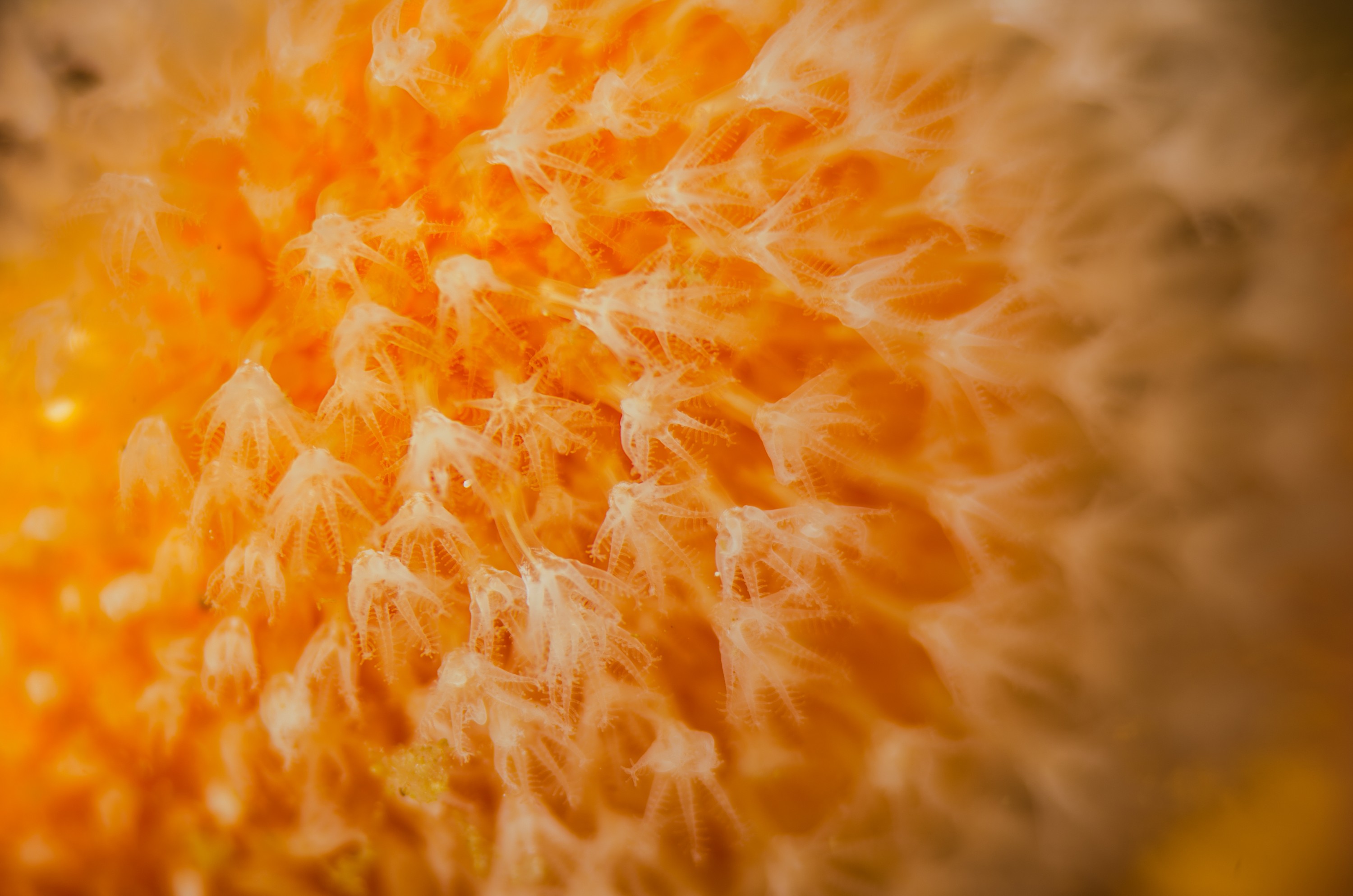 DSC_3730 – Underwater, Soft, Coral, dead, mans, finger, Alcyonium, aurantiacum, tutukaka, northland, coastal, Crispin, marine, new zealand, zealand, new, nz,
